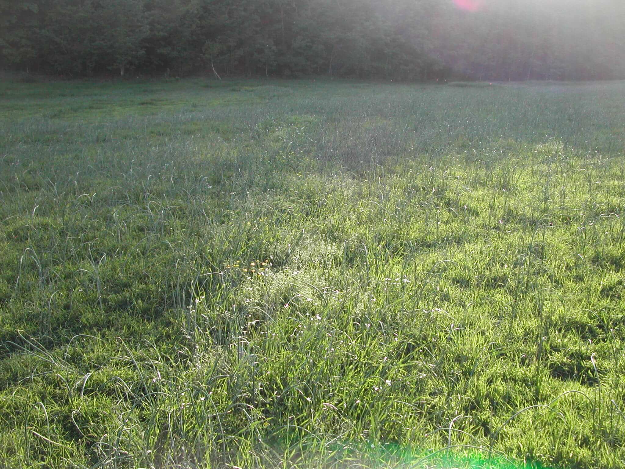 Field view wild garlic.