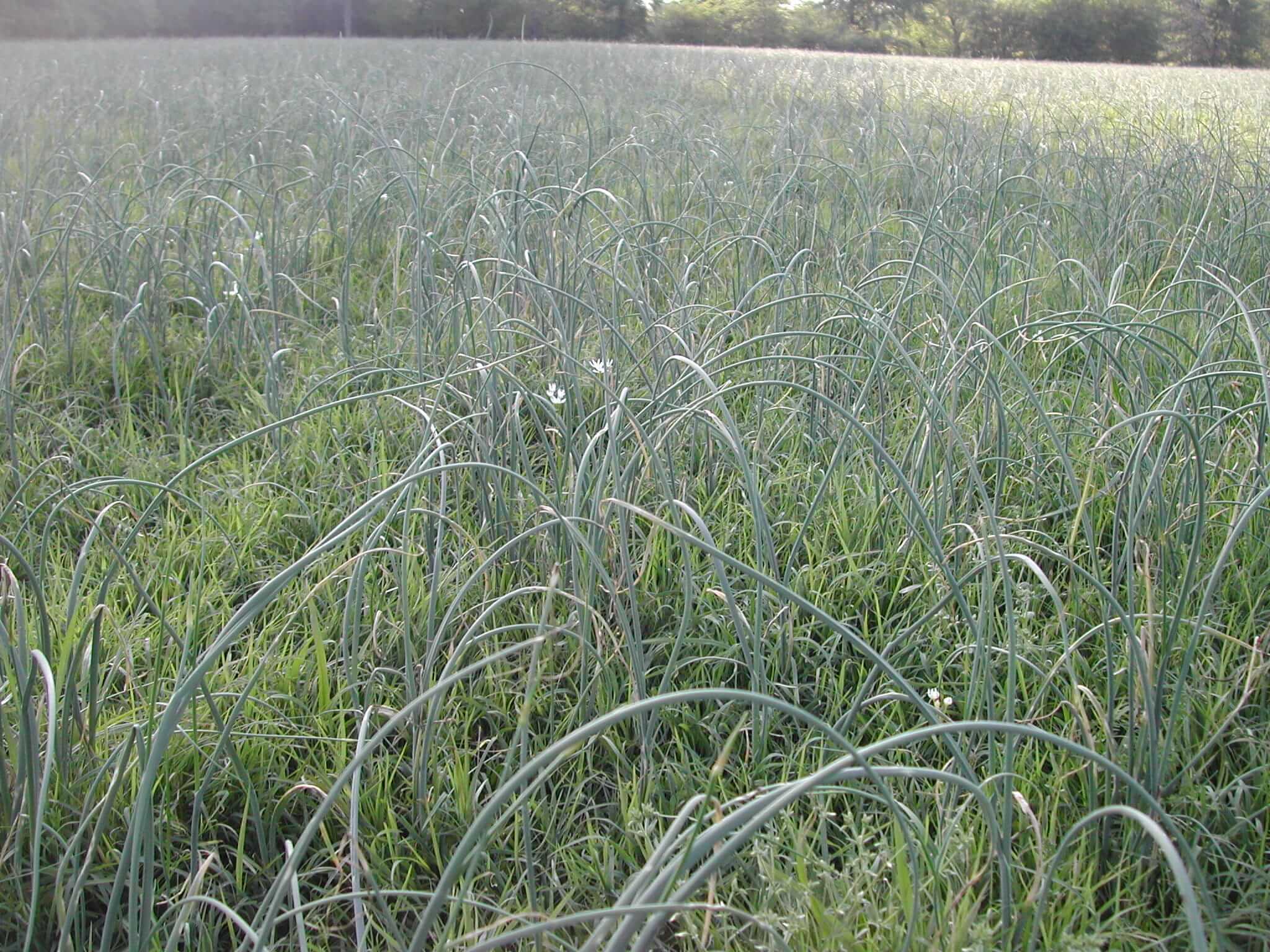 Field view of wild garlic.