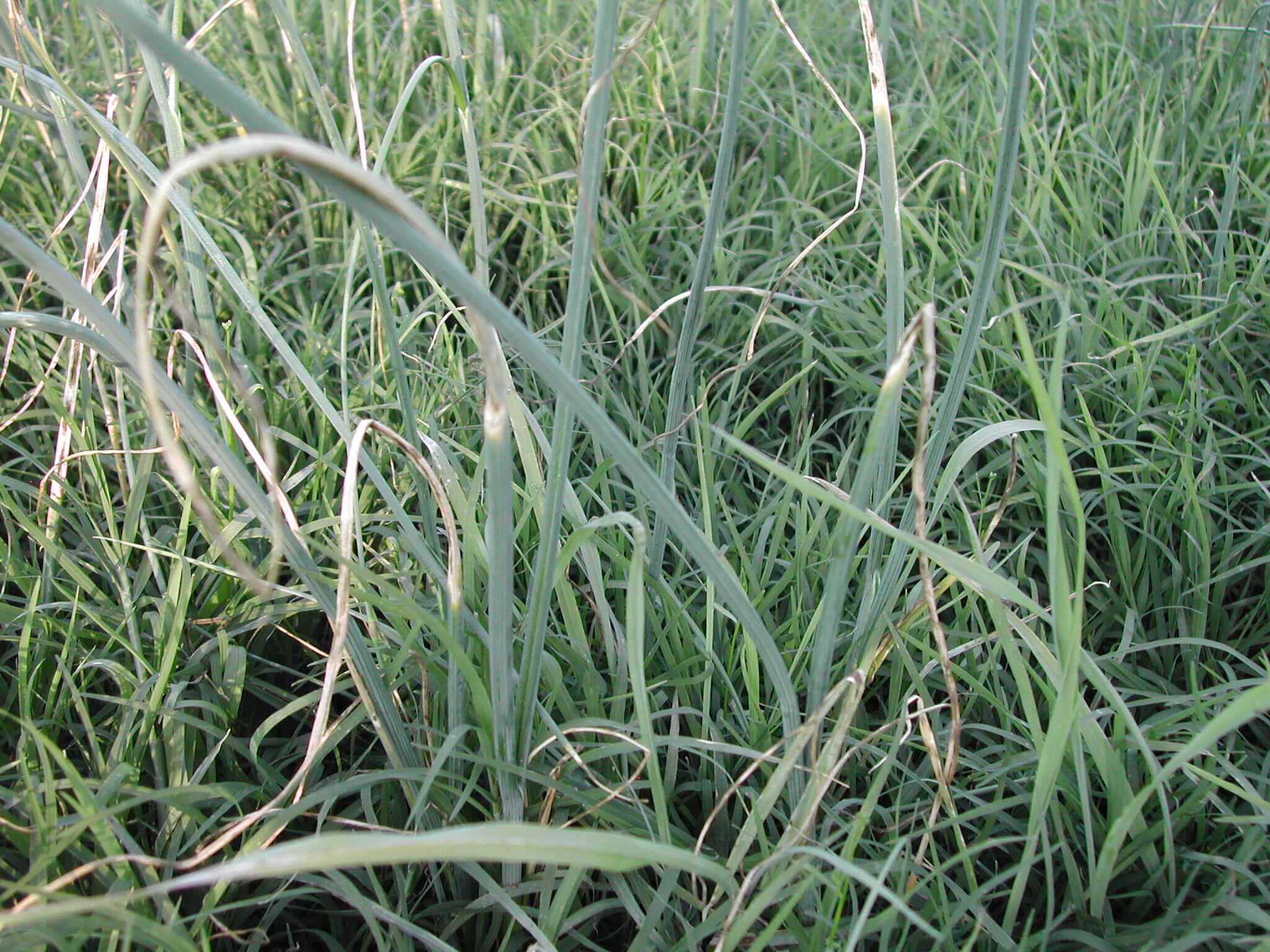 Field view wild garlic.