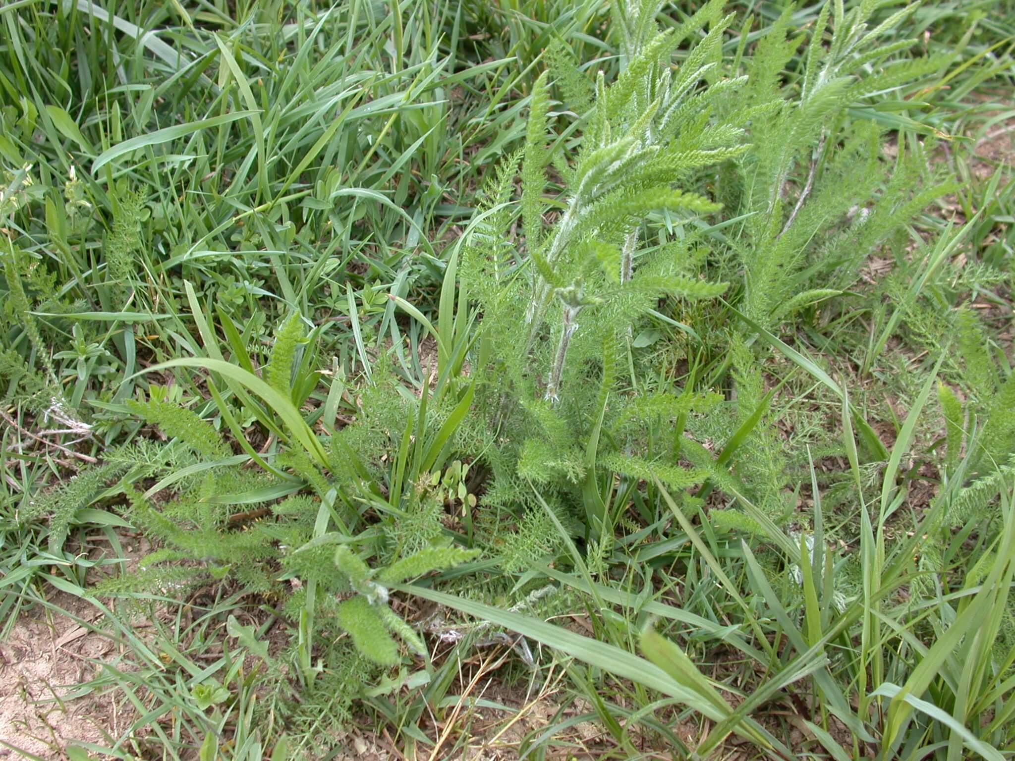 Yarrow Plant