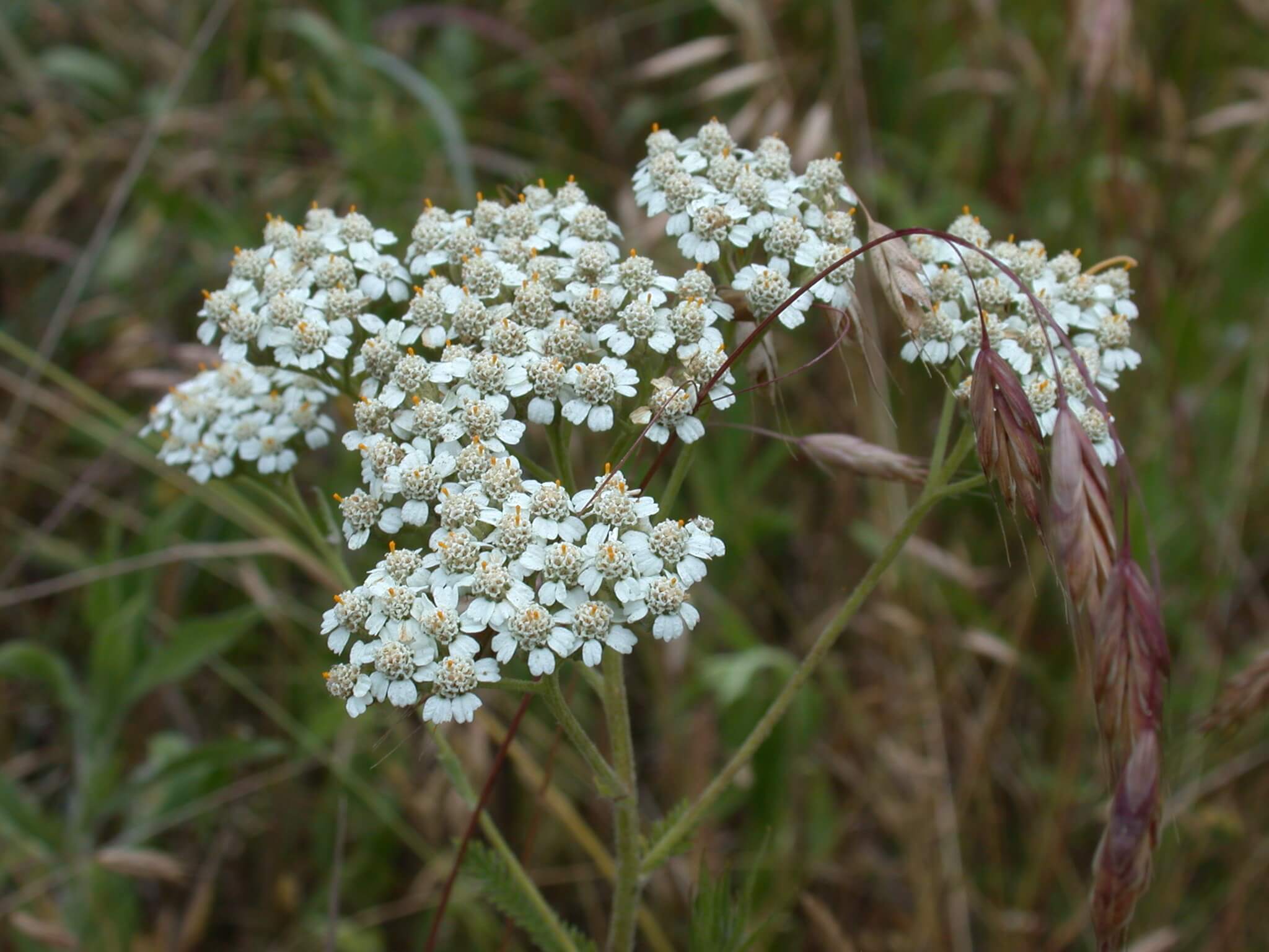 Yarrow Bloom