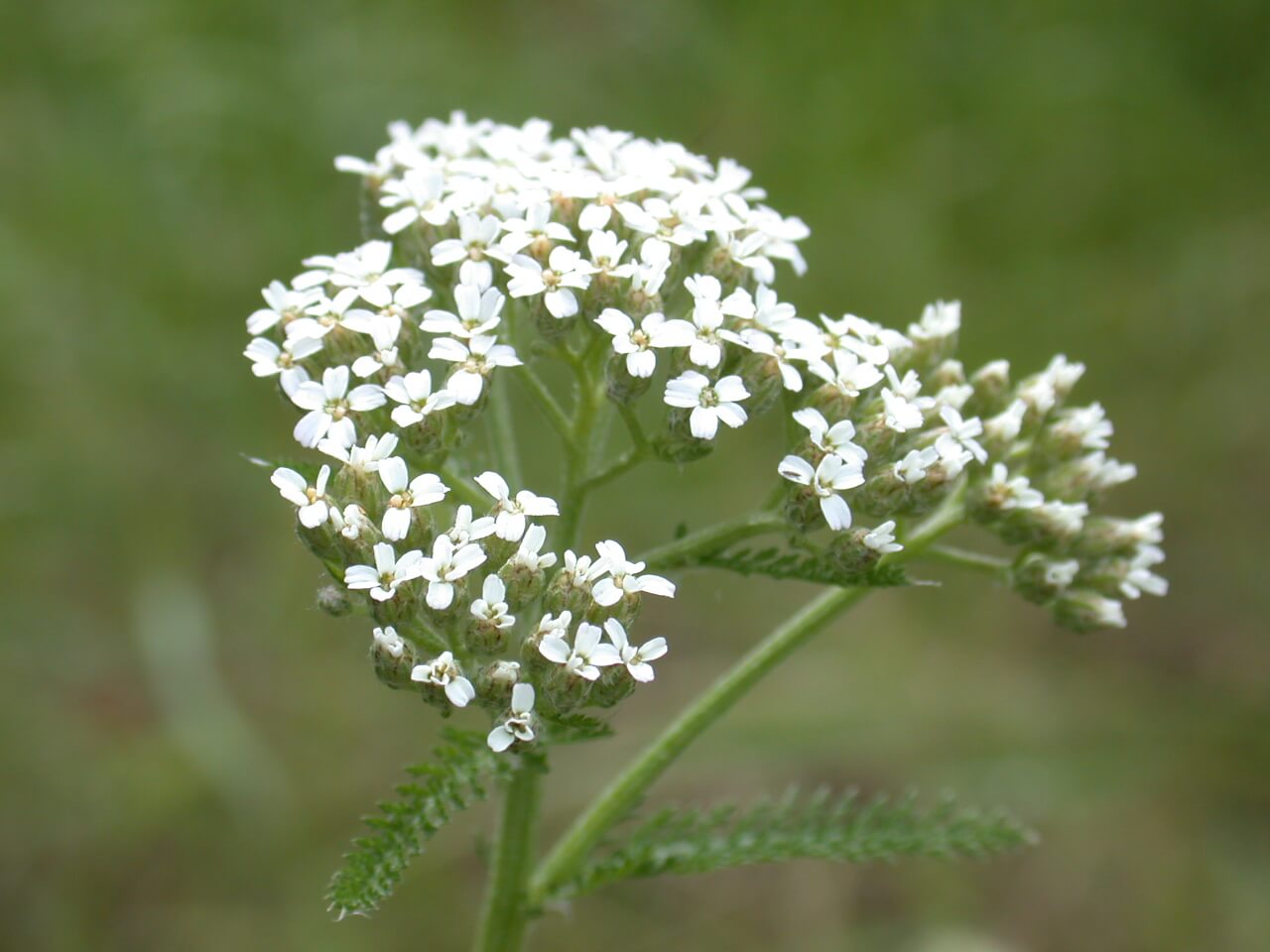 Yarrow Bloom