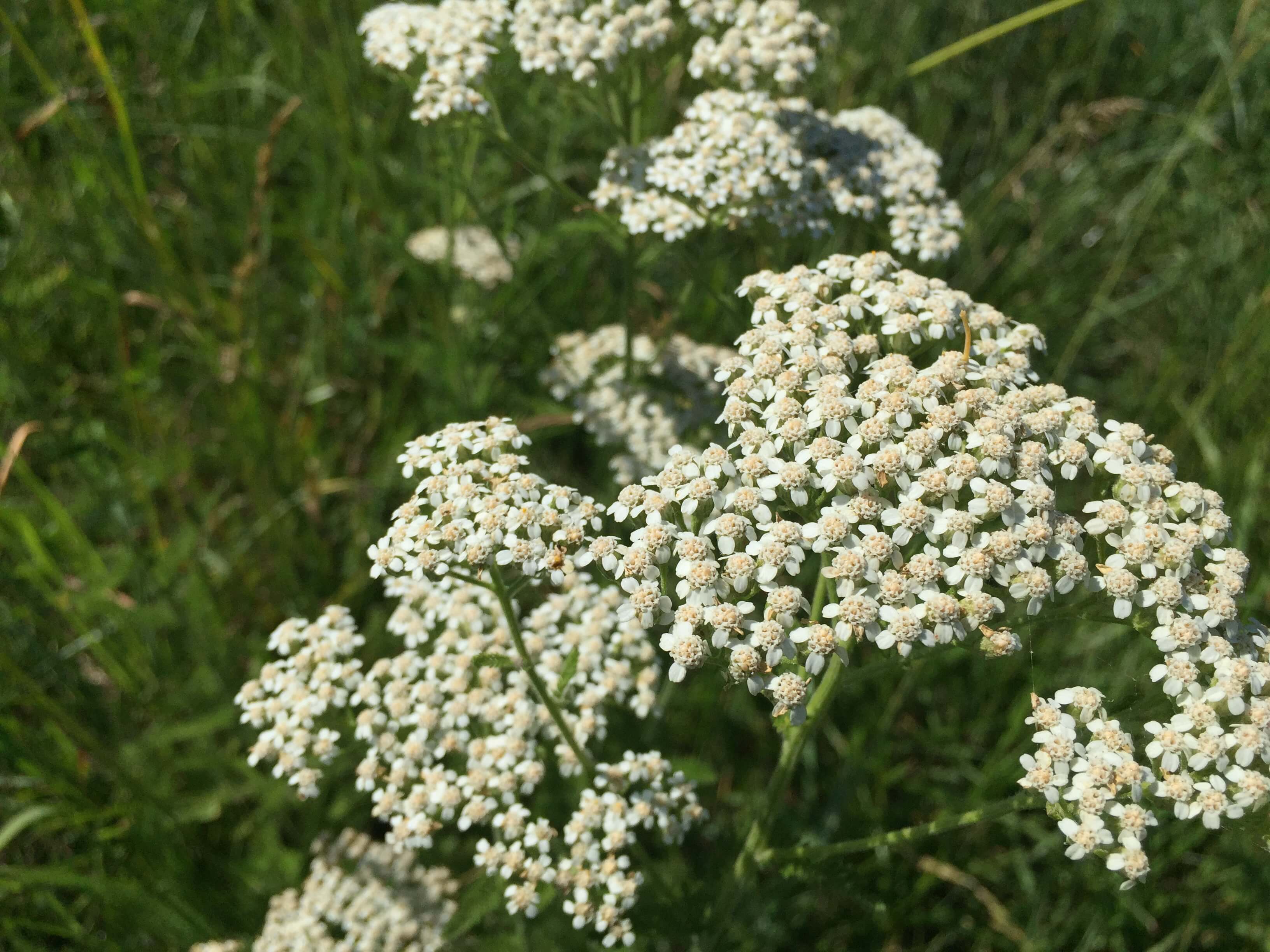 Yarrow Bloom