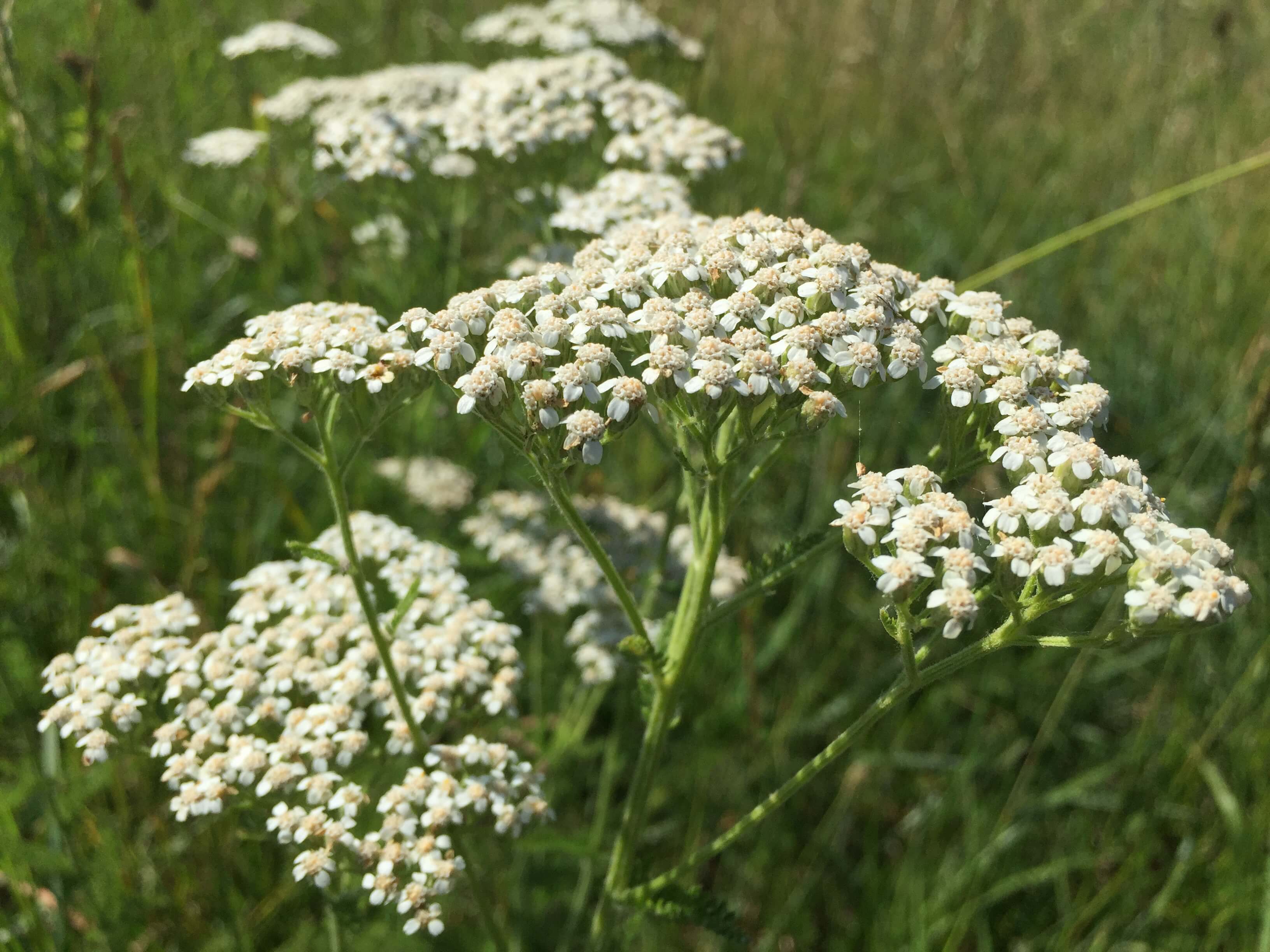 Yarrow Bloom