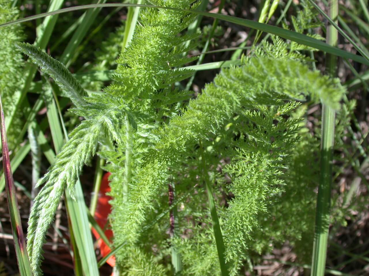 Yarrow Leaf