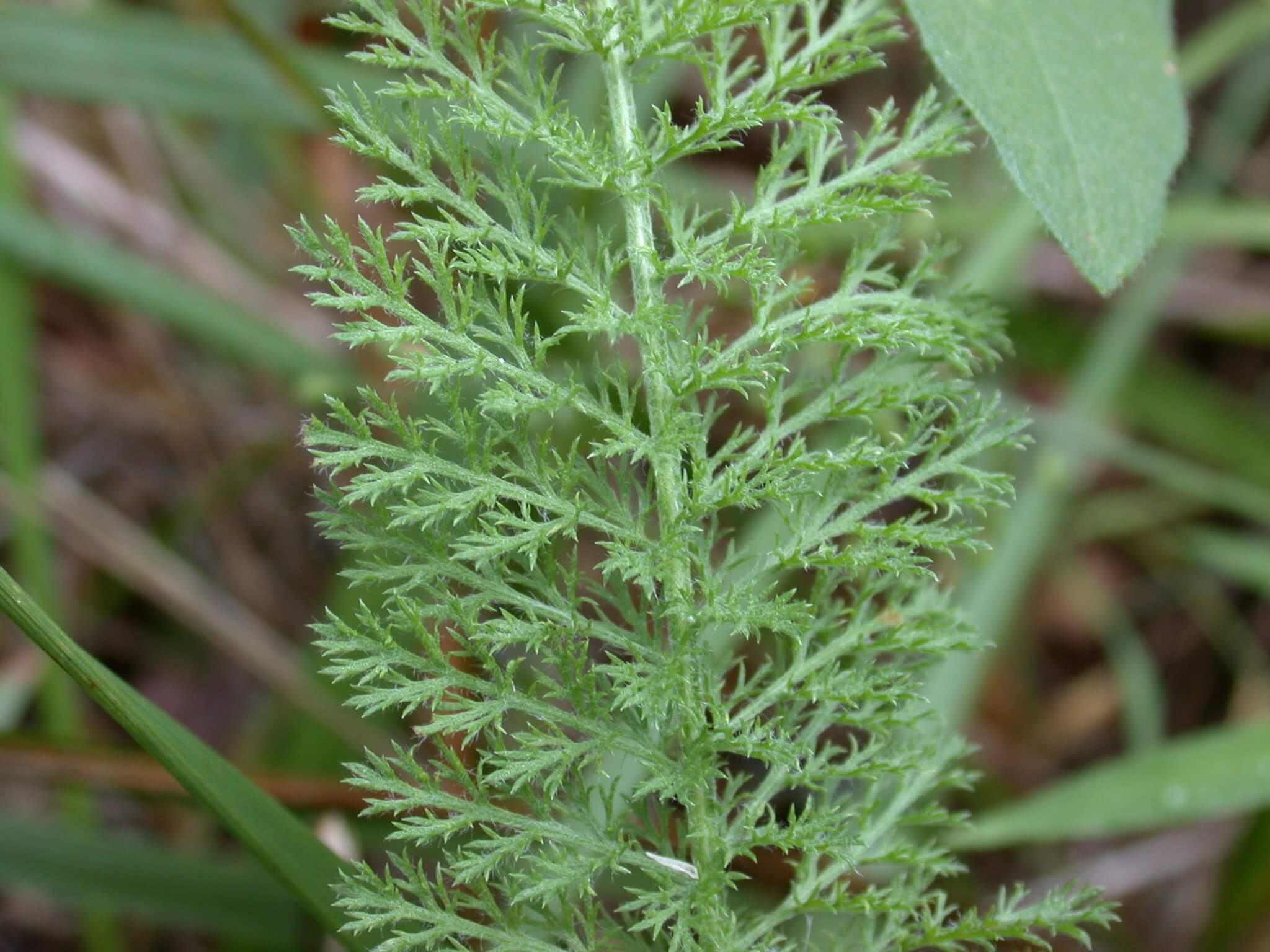 Yarrow Leaf