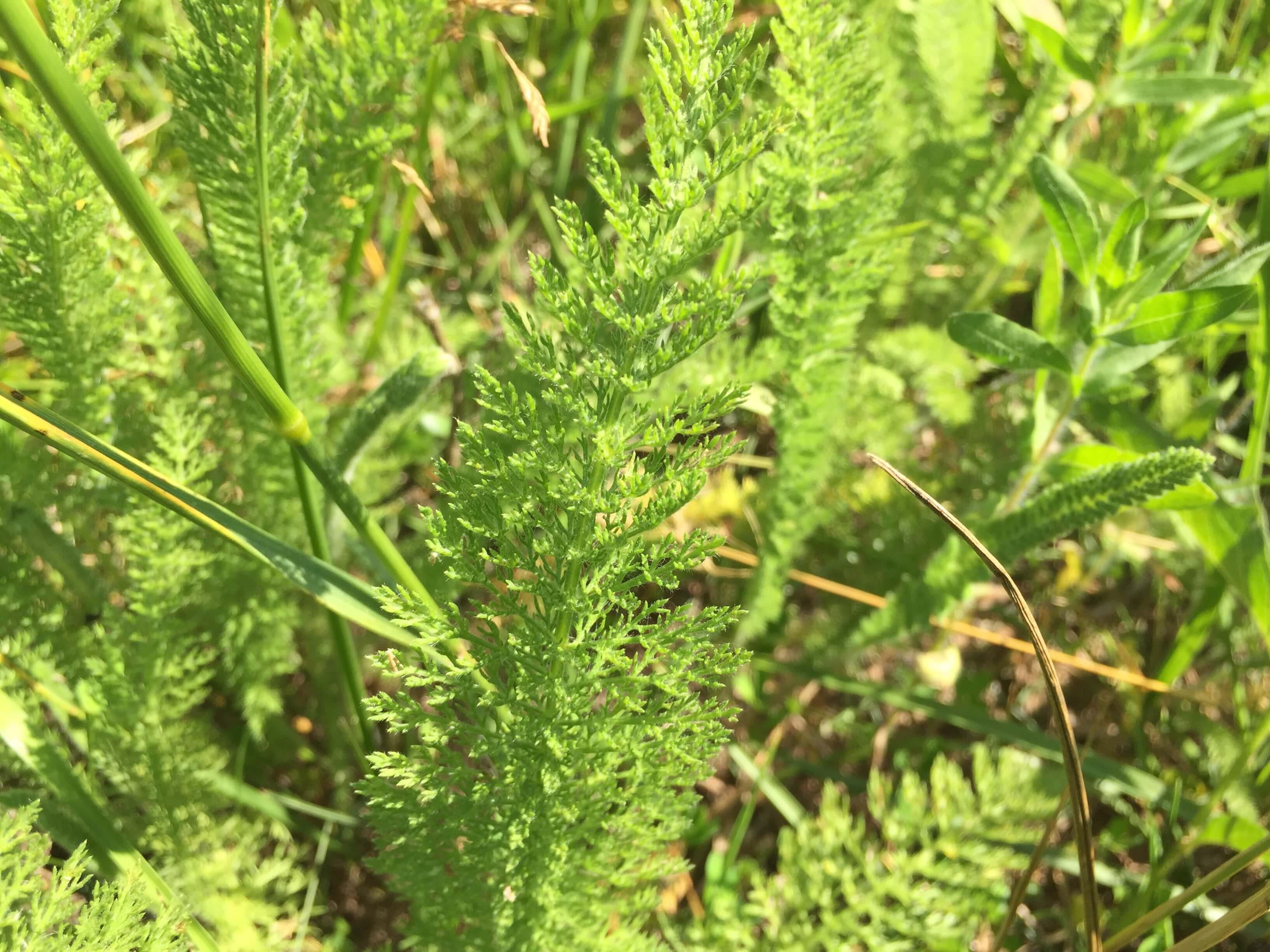 Yarrow Leaf