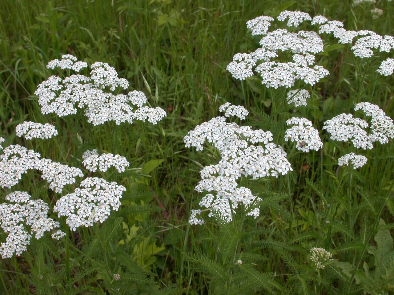 Yarrow Plant