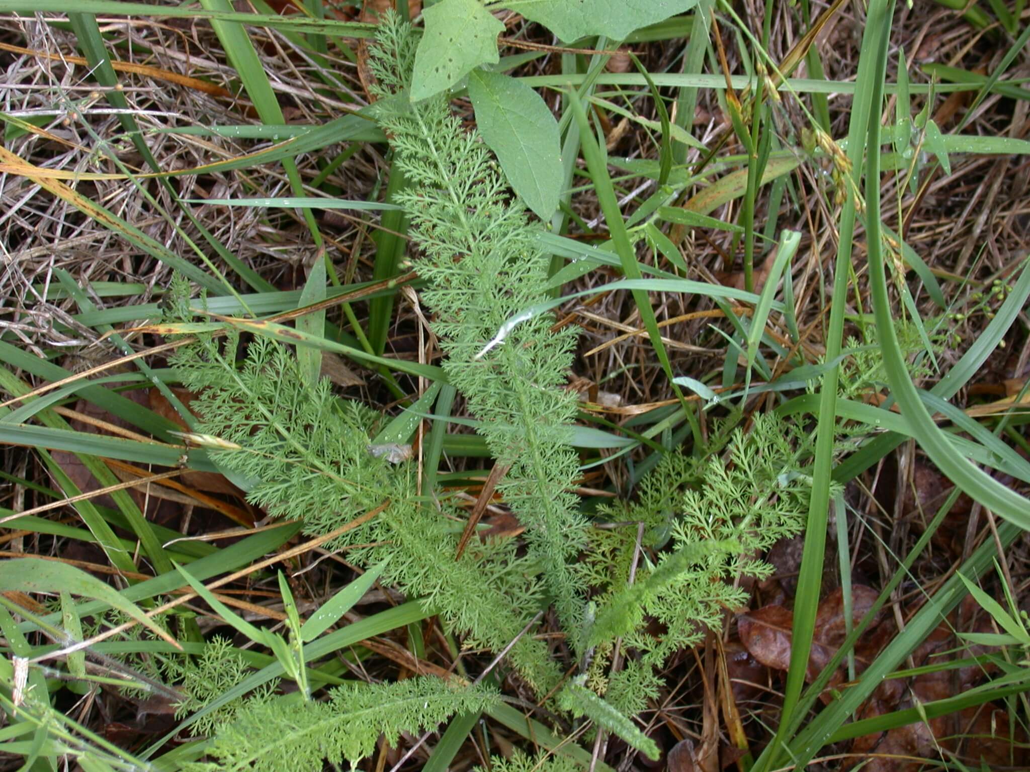 Yarrow Rosette