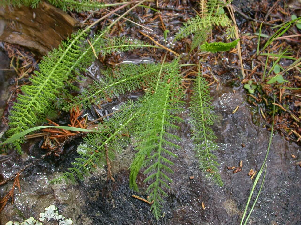 Yarrow Seedling