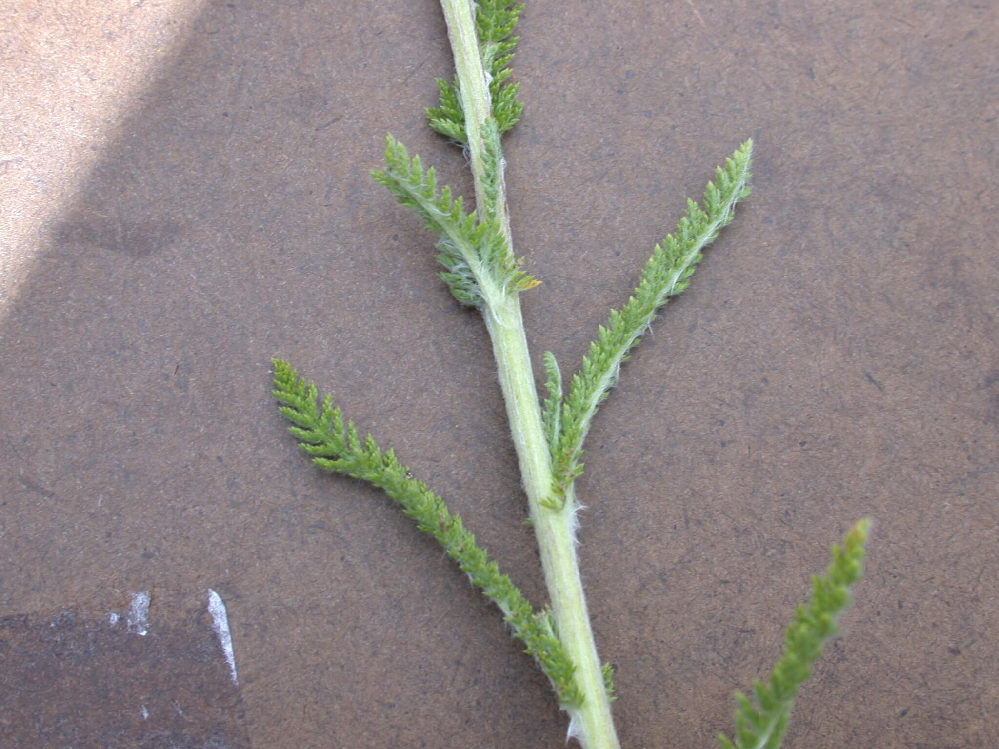 Yarrow Stem