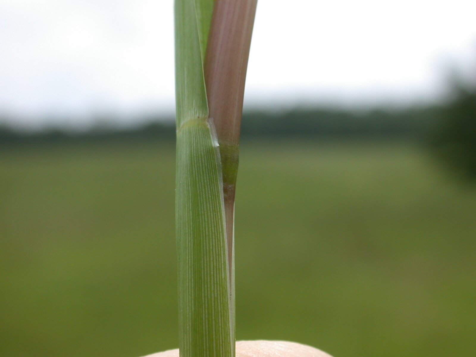 Bahaiagrass leaf base is thin.