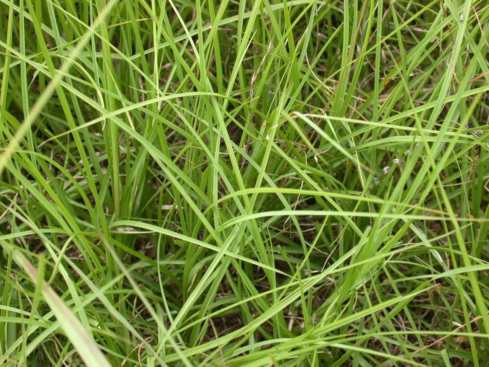 Bahaiagrass leaves are thin so they grow together thick.