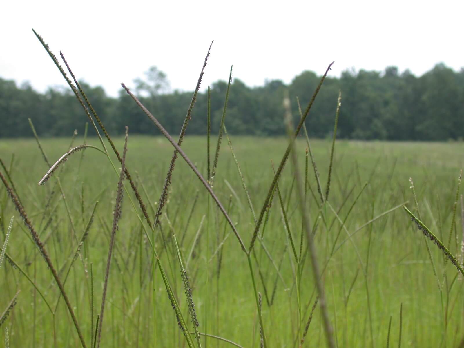 Bahaiagrass seedhead are V-shaped, long, and smooth-like.