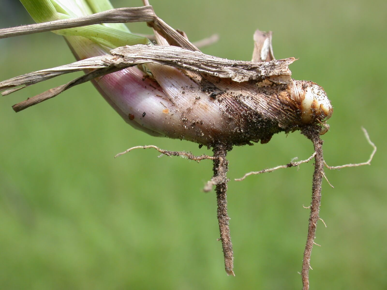 Short, above-ground stem.