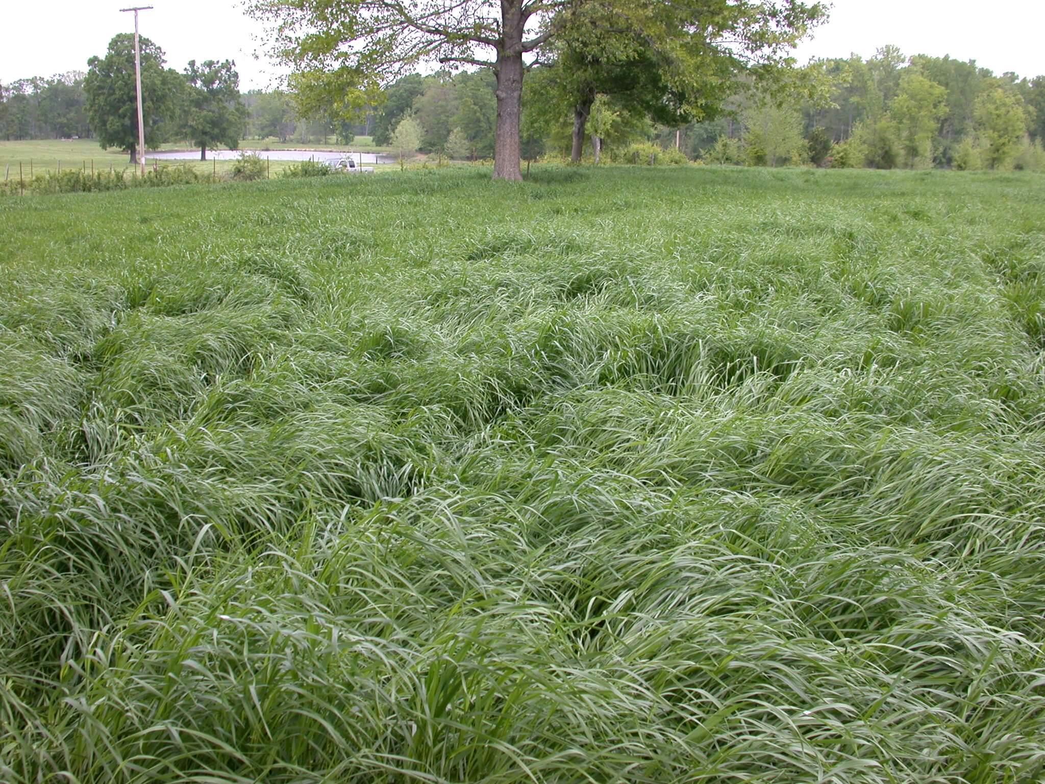 Field view of annual ryegrass in spring.