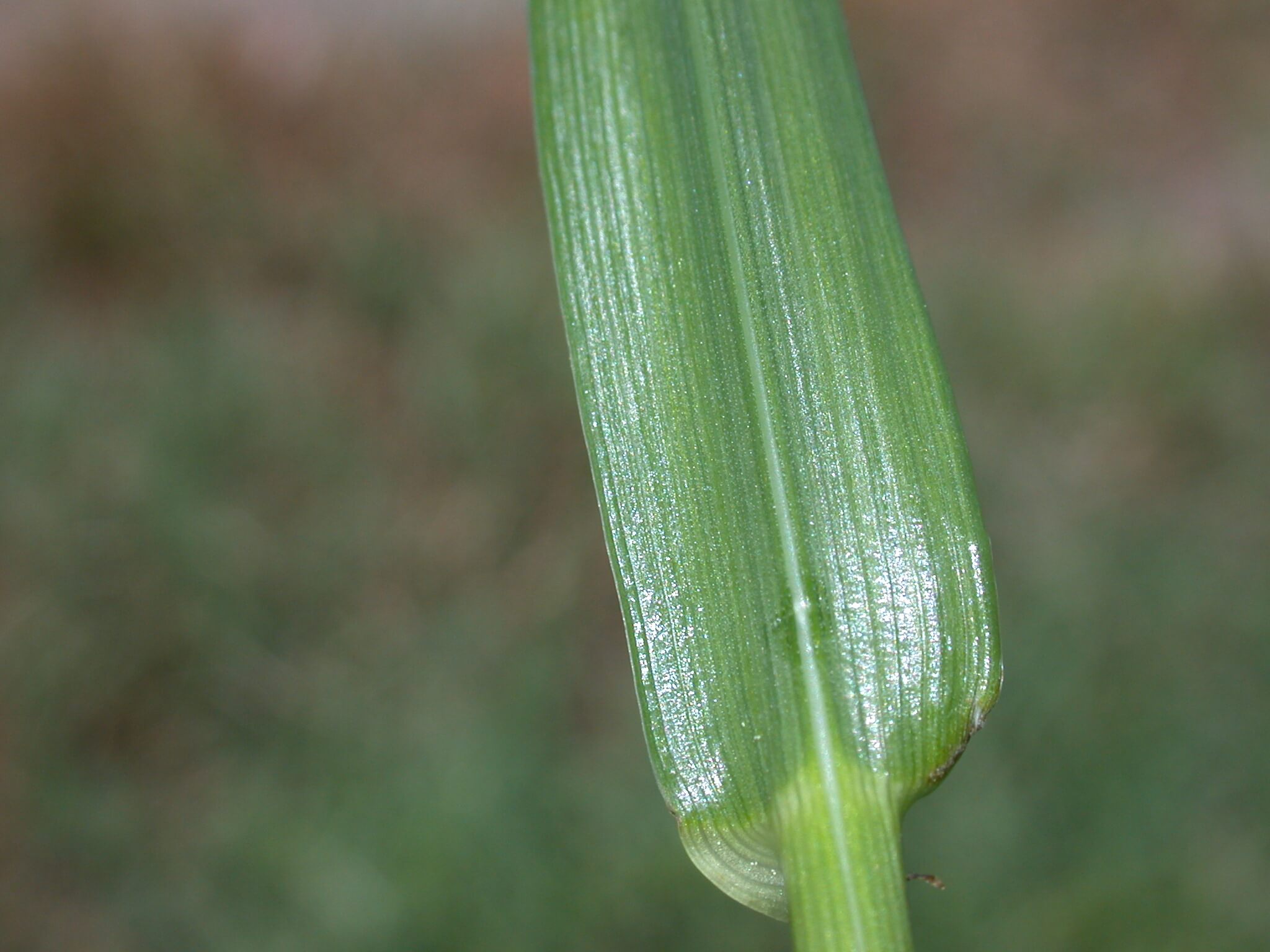 The underside of an annual ryegrass leaf appears shiny/glossy.