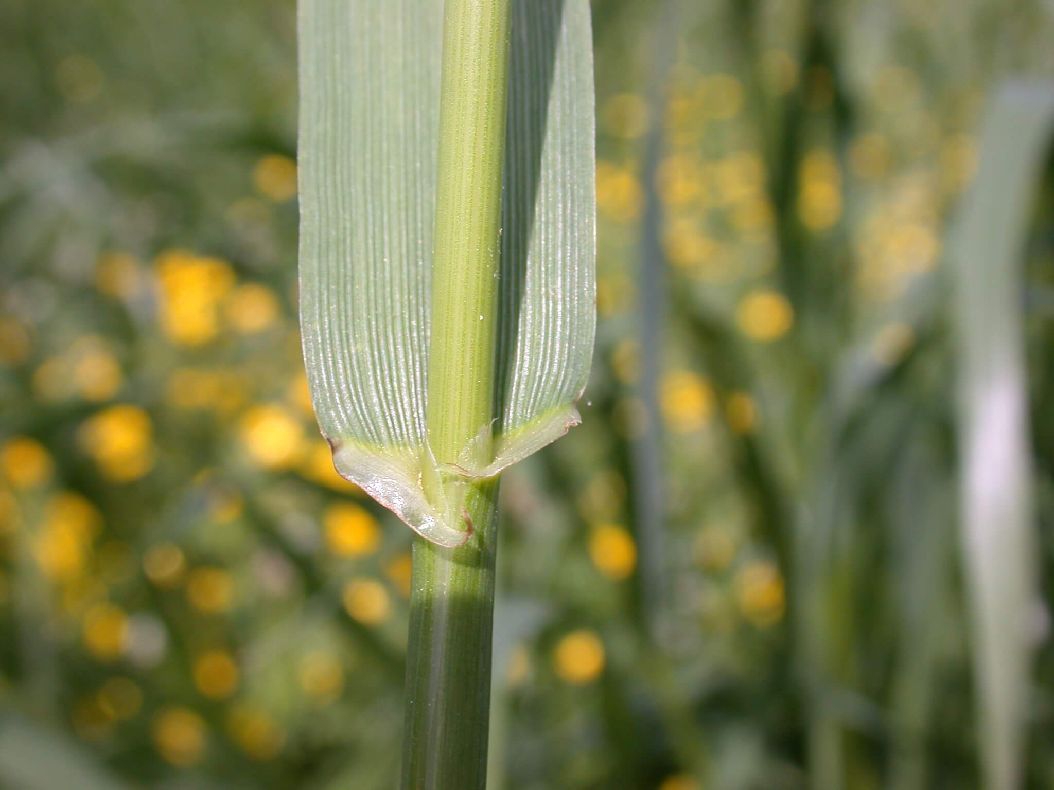 Annual ryegrass auricles are long finger-like, and clasp around the stem.