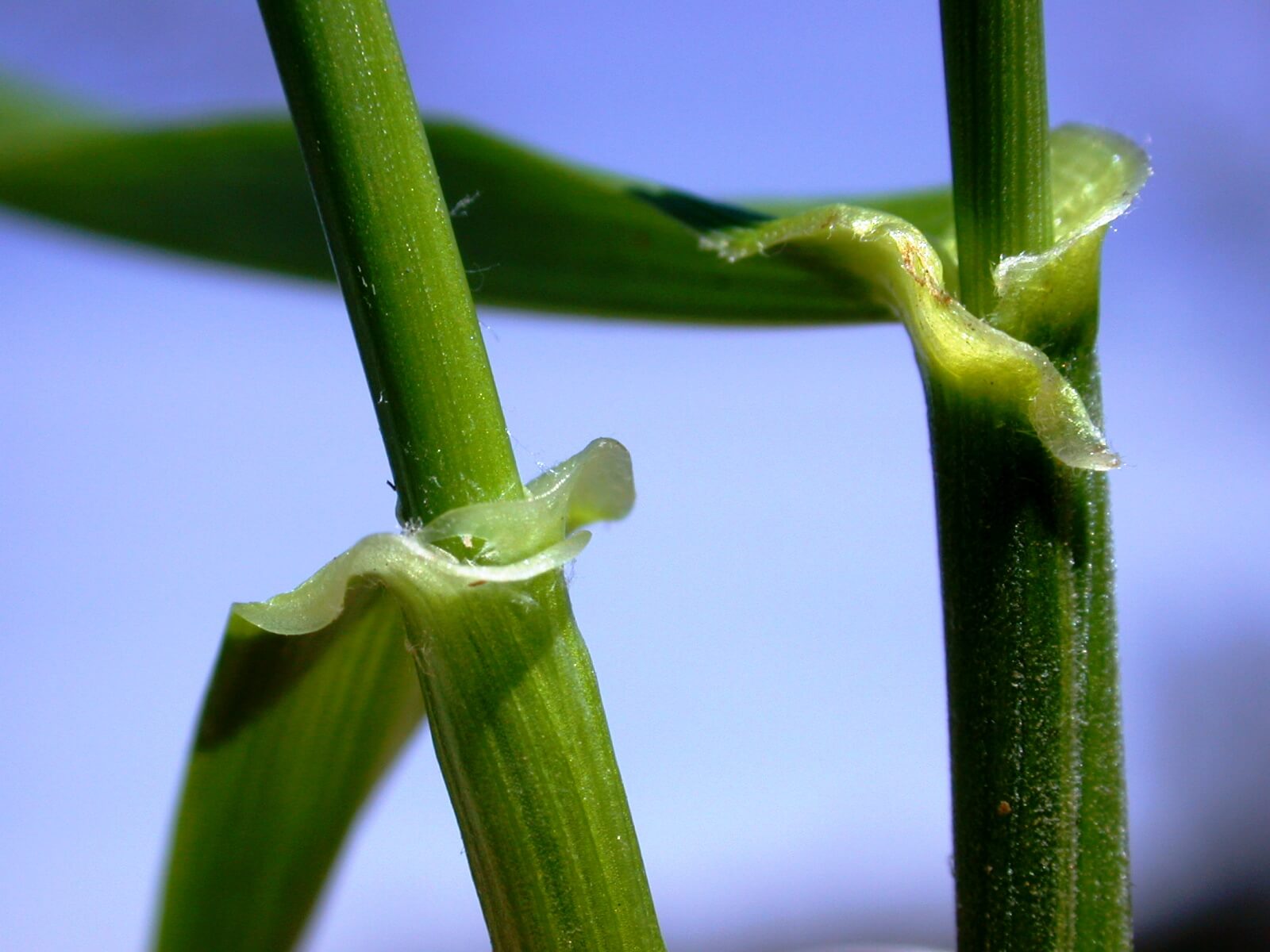 Ryegrass auricles (left) are long and clasping. Tall fescue may have one long auricle and one stubby auricle (right) or both may be short,stubby.