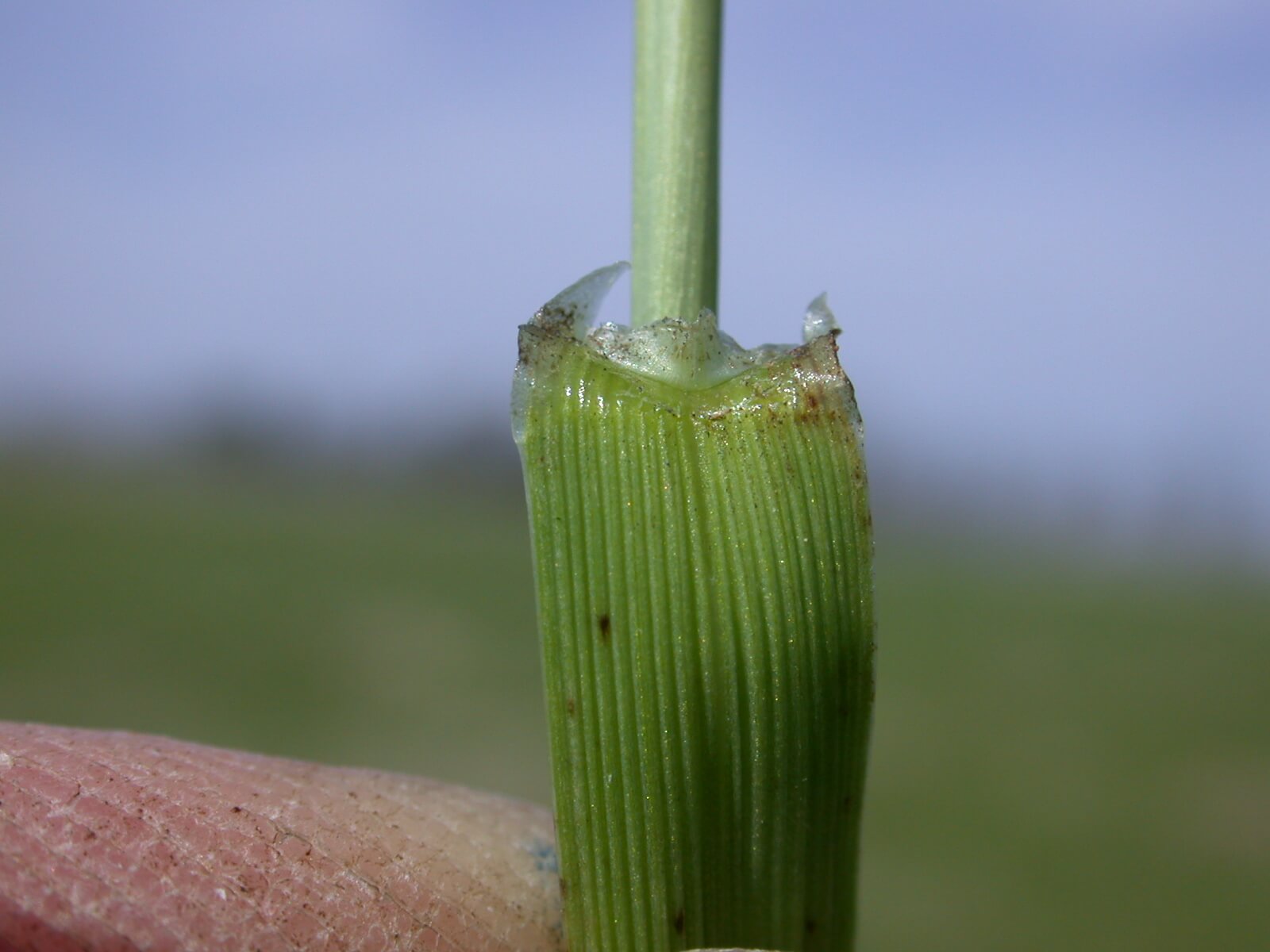 The ligule of annual ryegrass is a raised membrane-like projection at the base of the leaf. The ligule of tall fescue is a short ridge-like structure.