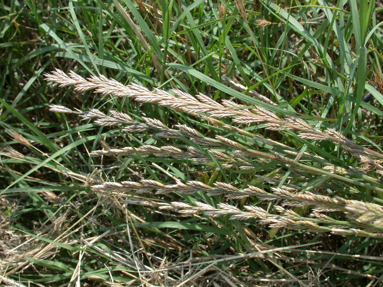 Annual ryegrass seedheads are long, spike-like, flattened, with alternating spikelets.