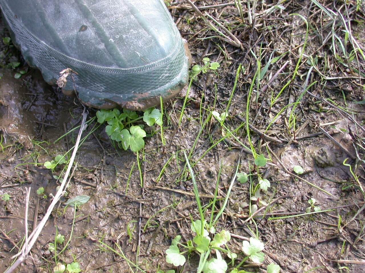 Seedlings of annual ryegrass are fine, hair-like plants when first emerging from the soil.