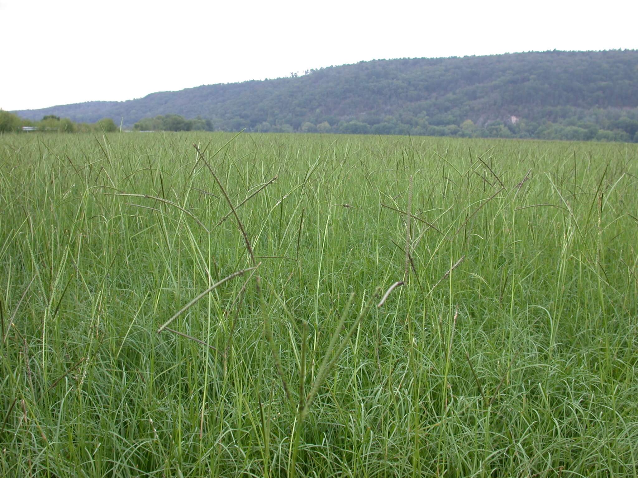 Field view of bahiagrass.