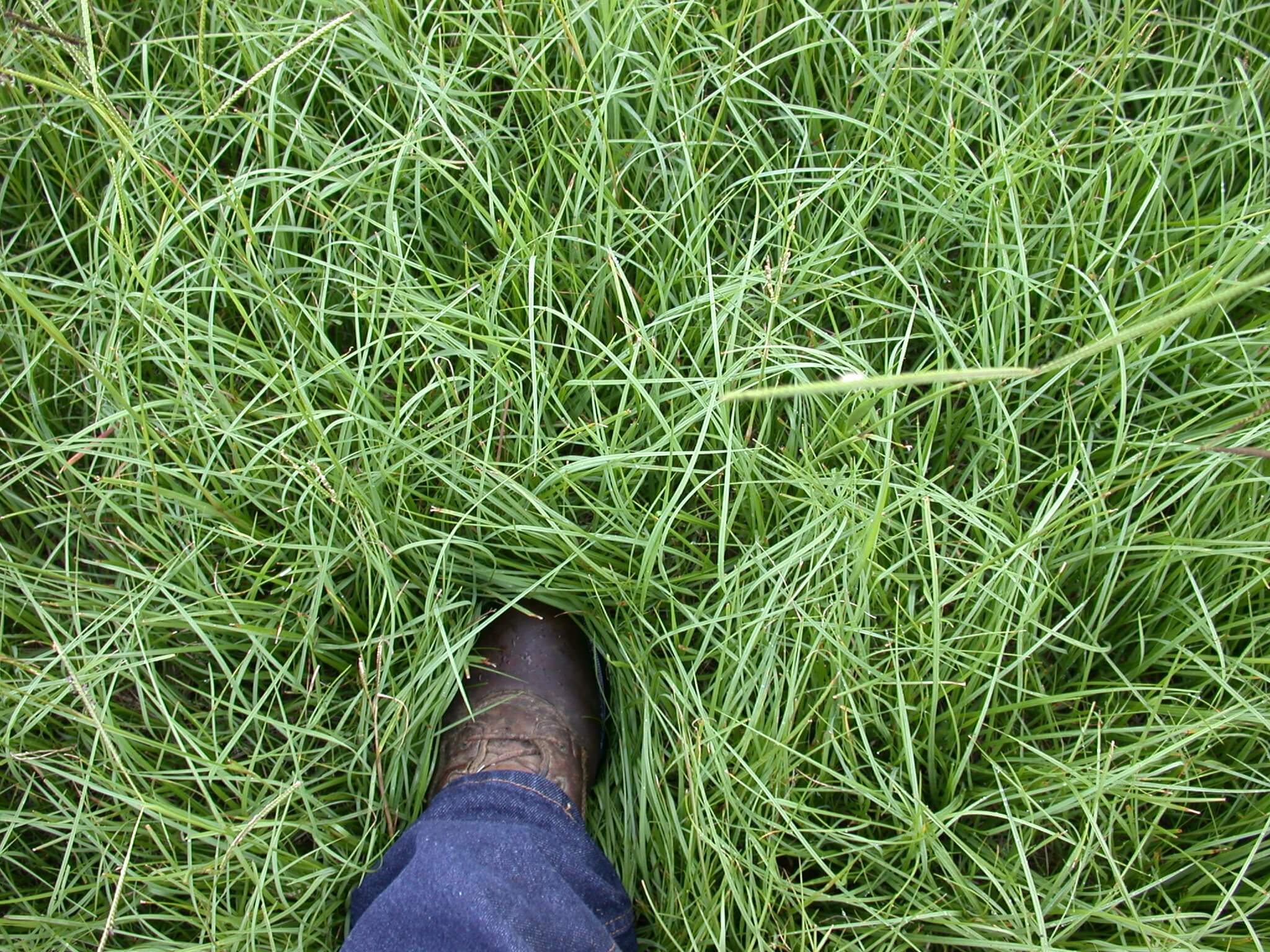 Bahaiagrass leaves are thin so they grow together thick.