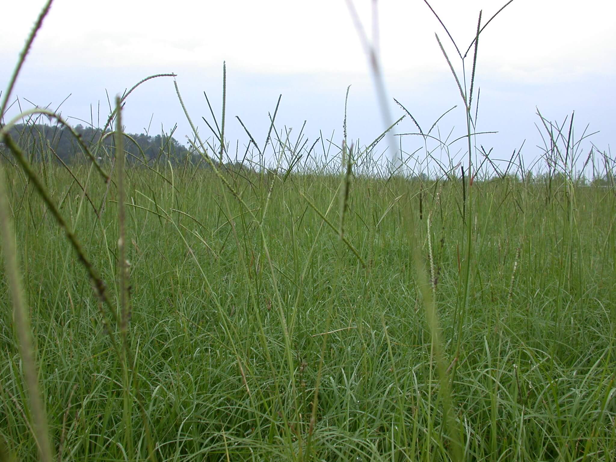 Bahaiagrass leaves tend to be shorter than the stems with seedheads.