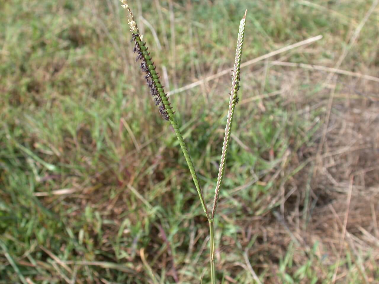 Bahaiagrass seedhead are V-shaped, long, and smooth-like.