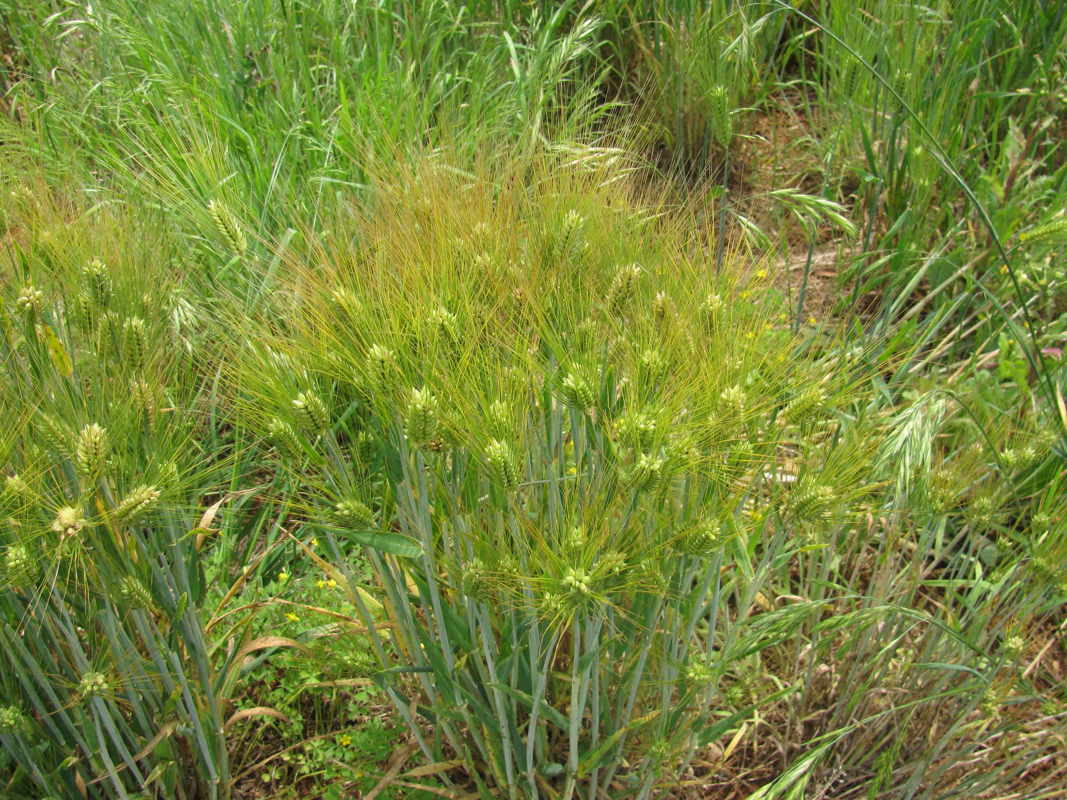 Barley grass is grown in a clump with long stems and spikes with florets on the end.