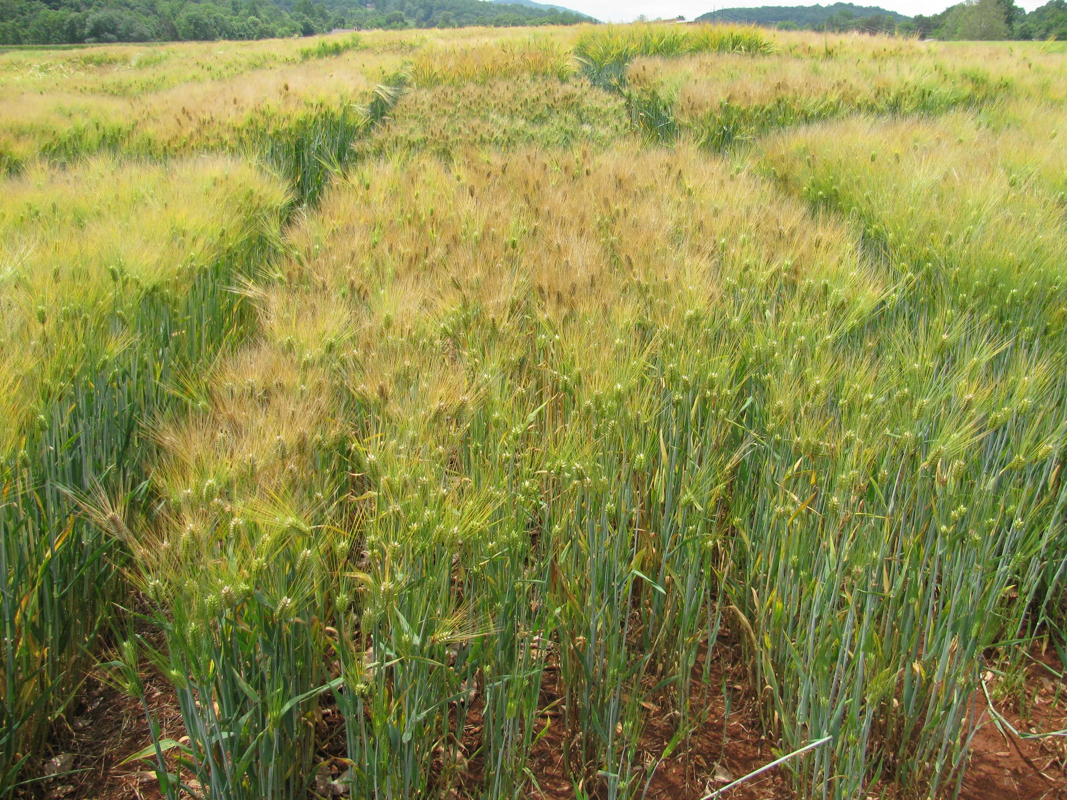 View of barely grown in sections.