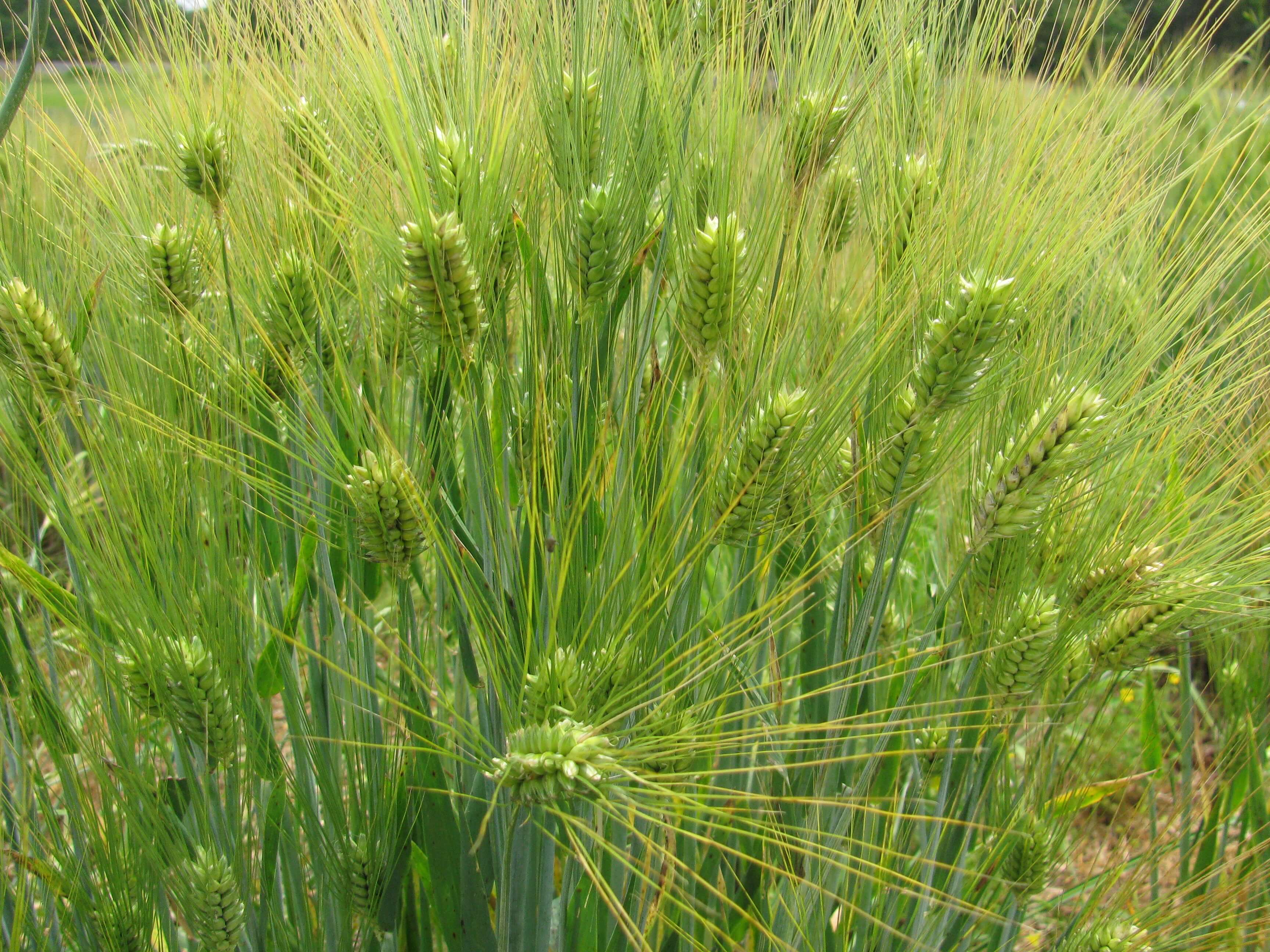 Barley spikes are condensed with a green hull. The florets are long and thin.