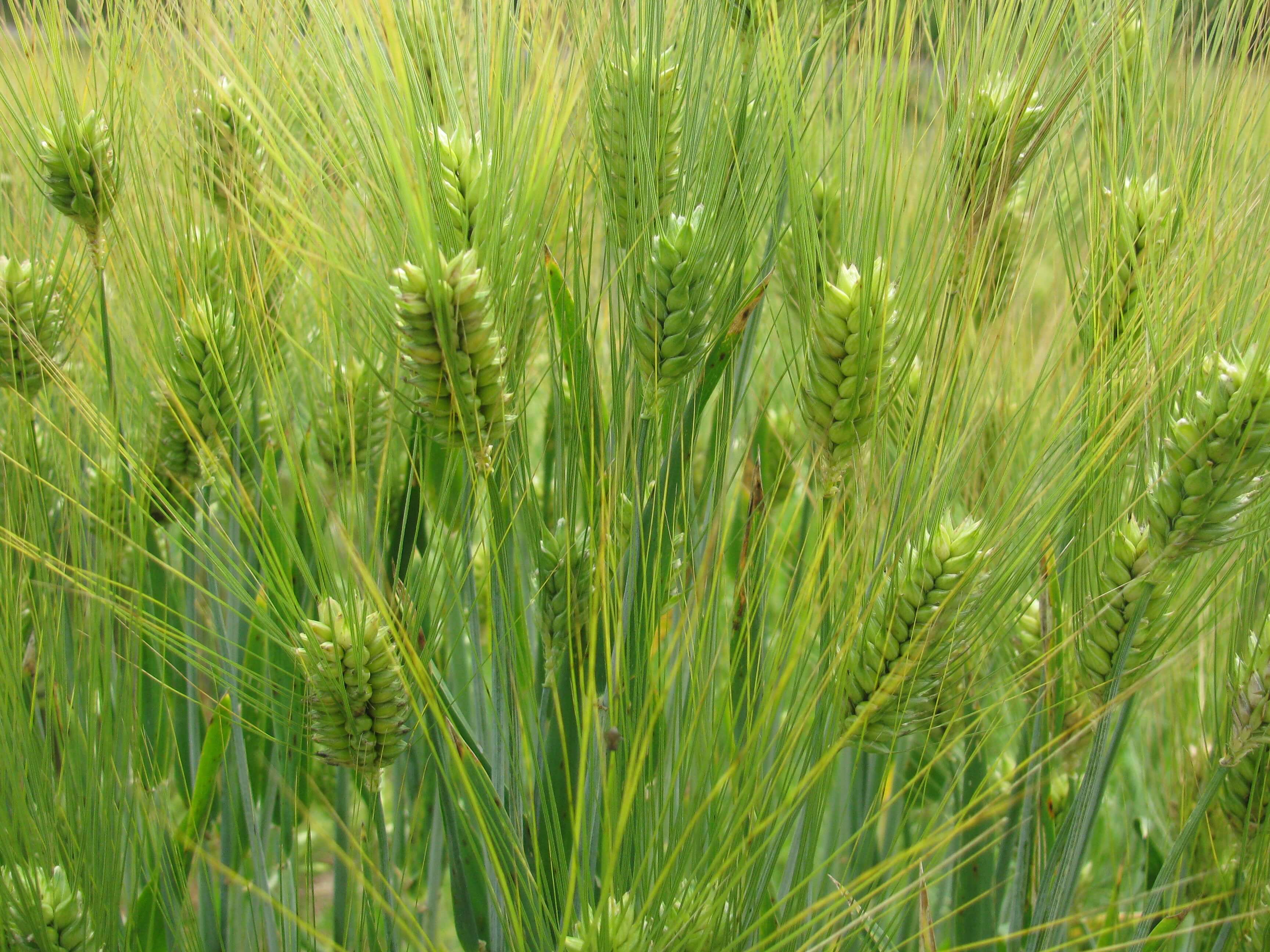 Barley spikes are condensed with a green hull. The florets are long and thin.