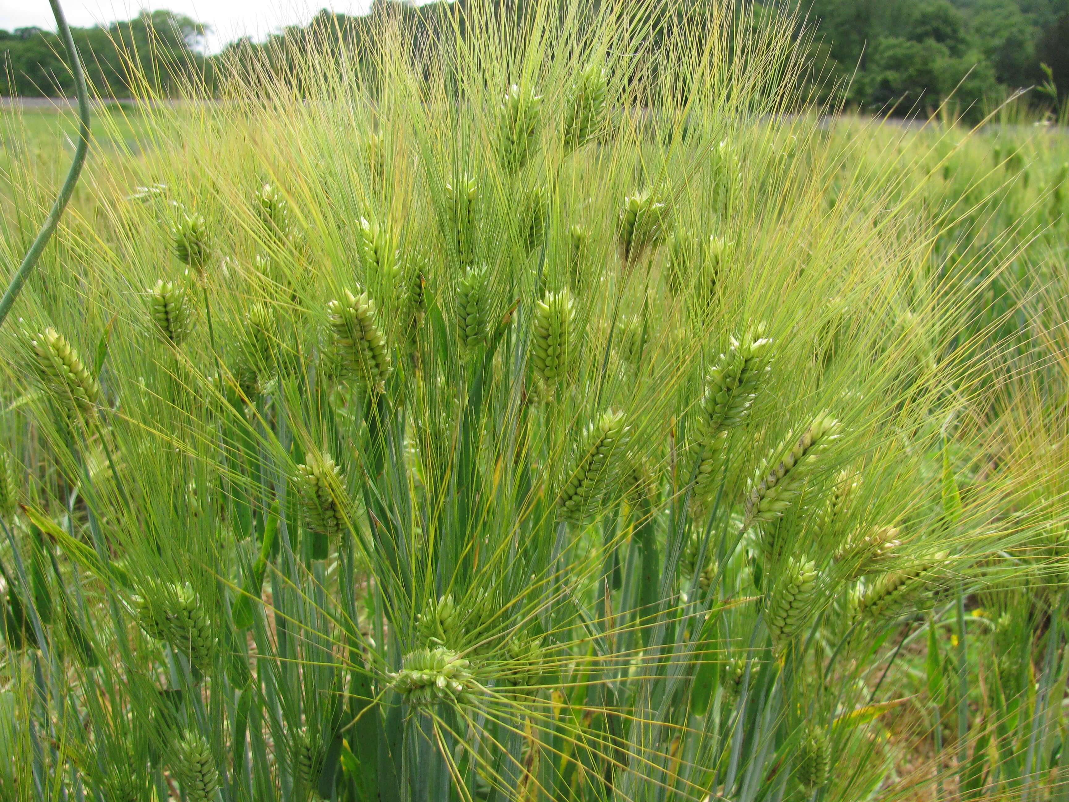 Barley spikes are condensed with a green hull. The florets are long and thin.