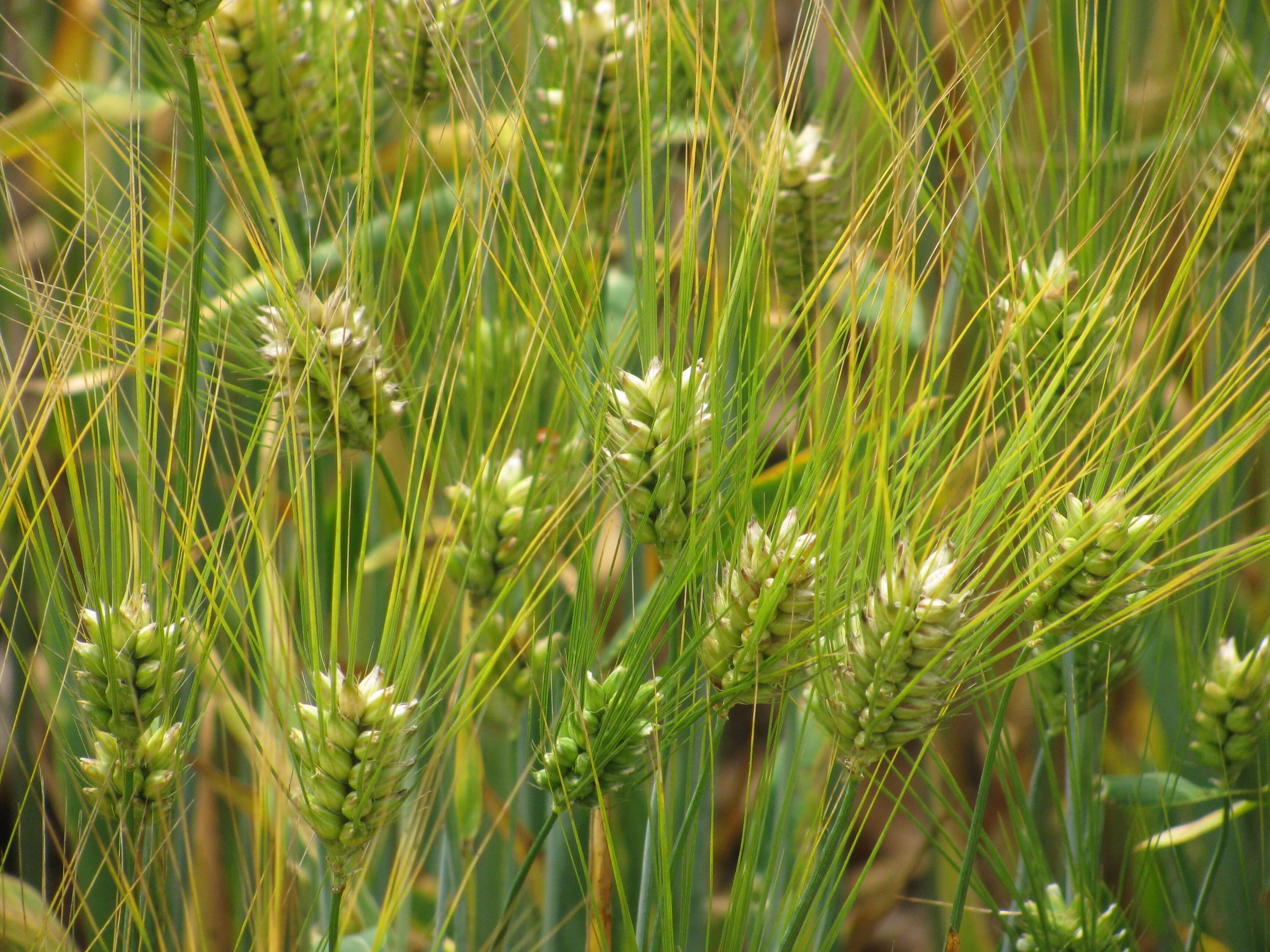 Barley spikes are condensed with a green hull. The florets are long and thin.