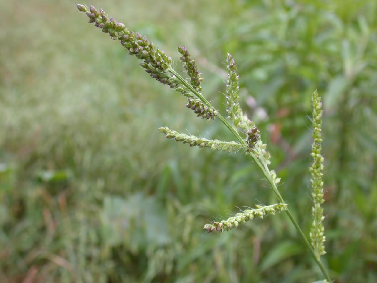 View of barnyard grass head.