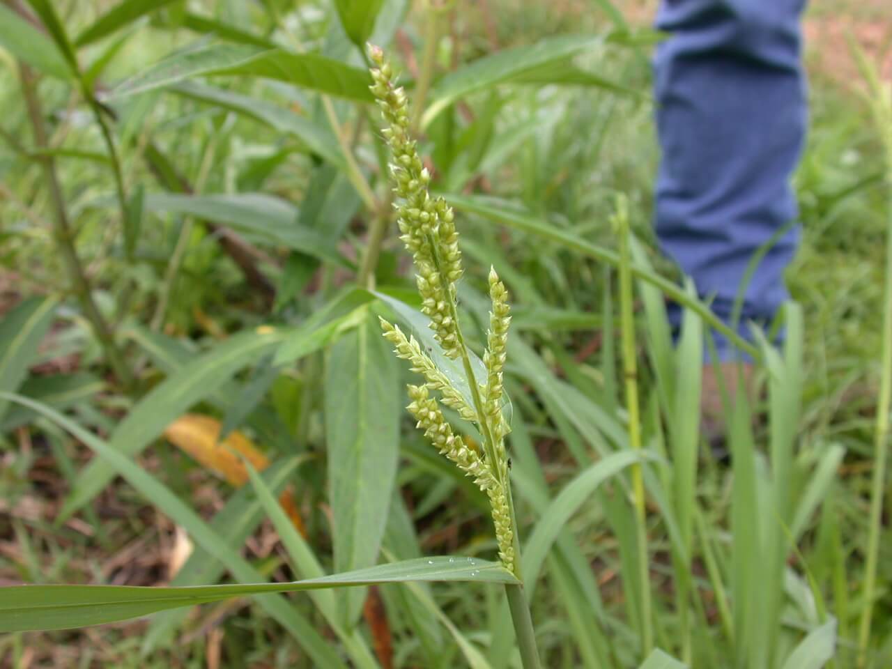 The head of barnyard grass is a lighter yellow/green color and the leaves purple-tinged, thin, and flat.