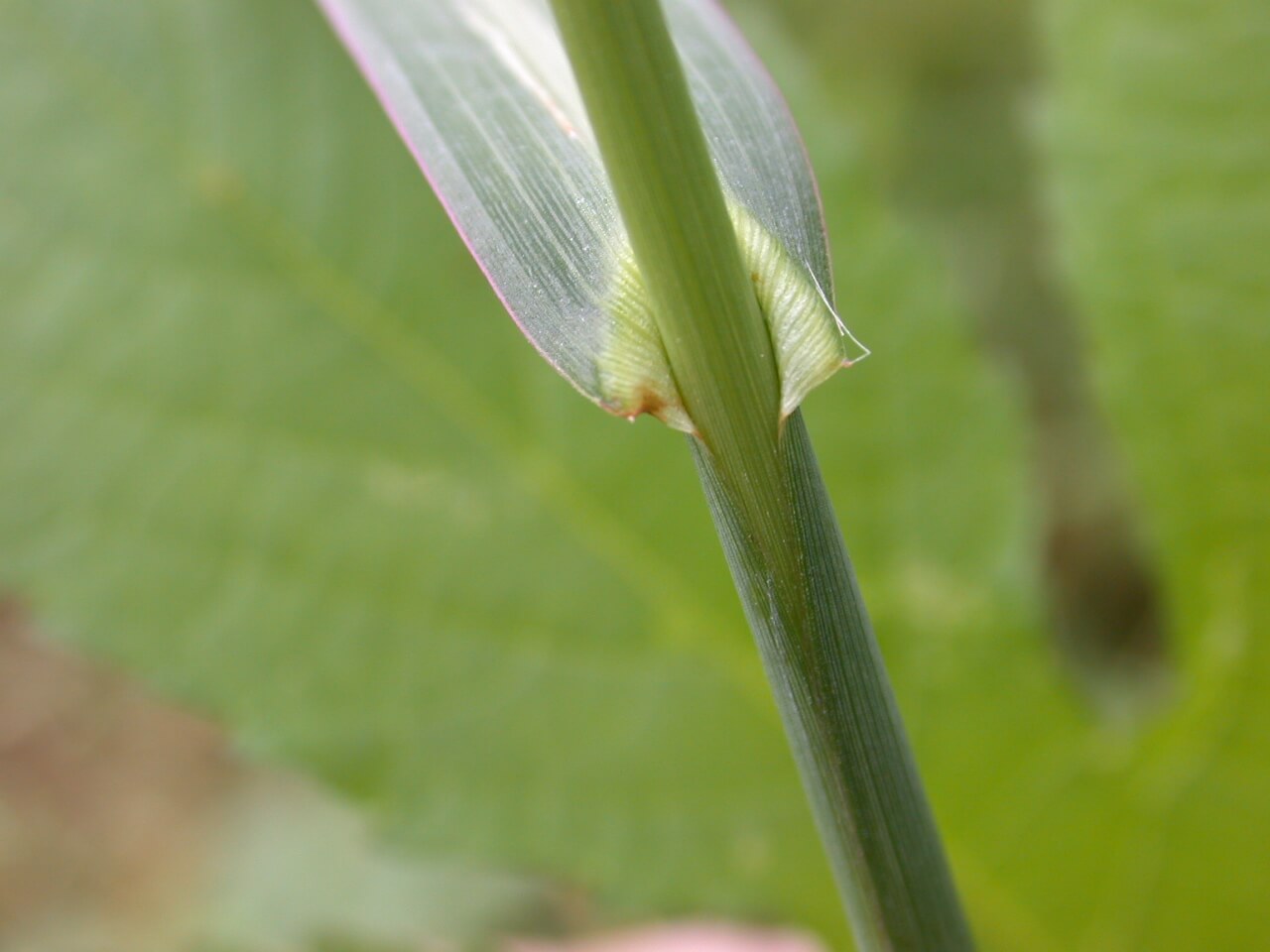 Barnyard Grass Leaf Sheath The stem of the barnyard grass is round and thin. The leaf has a purple tinge on the edges.