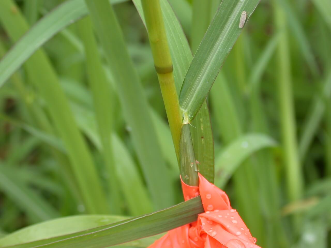 Barnyard Grass Stem The stem of the barnyard grass is round and thin.