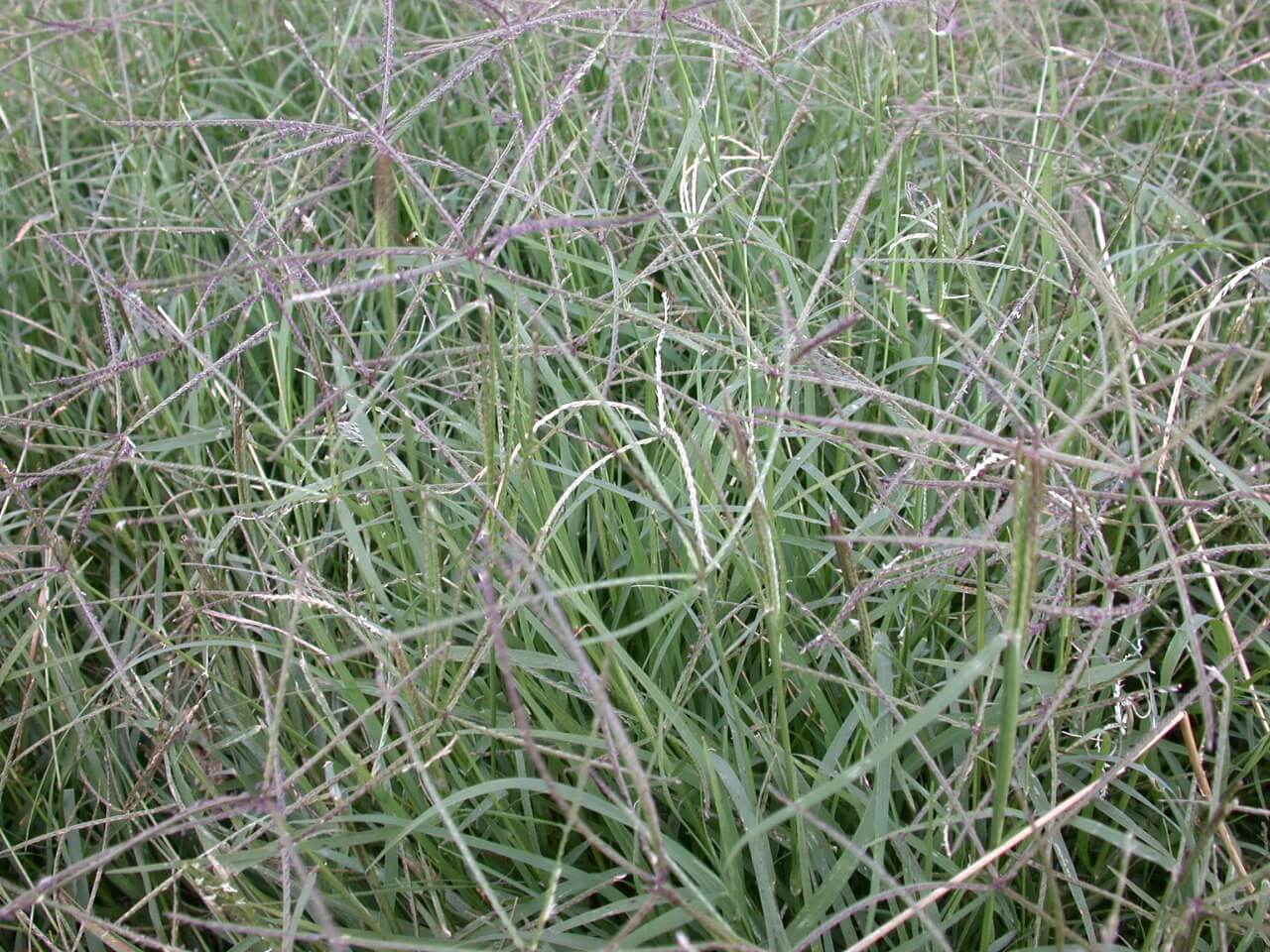 Bermudagrass Head