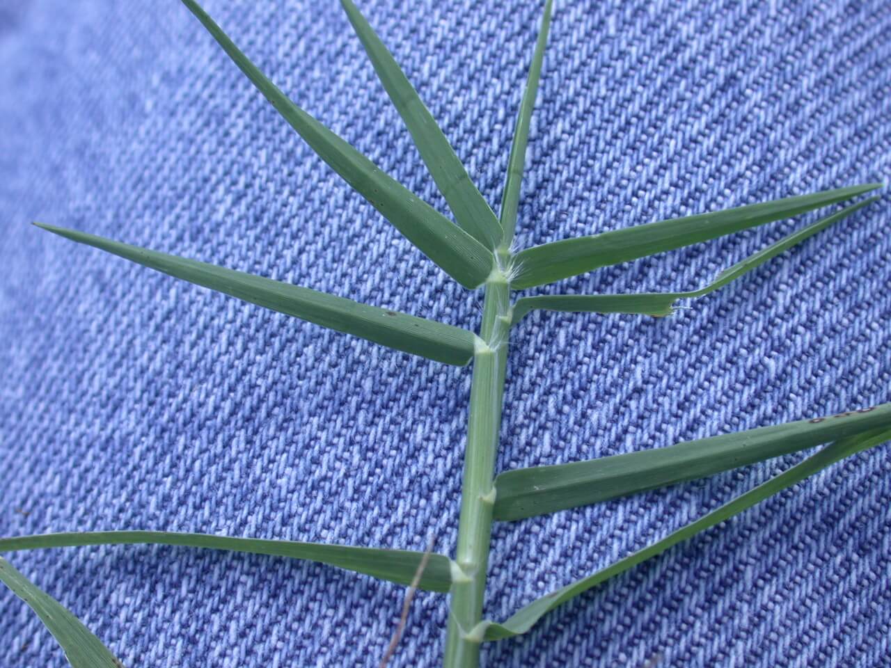 Bermudagrass Leaves Bermuda leaves are thin and triangular shaped.