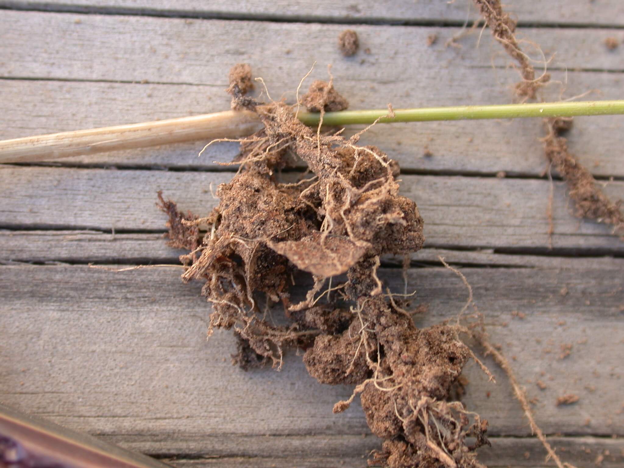Bermudagrass Roots