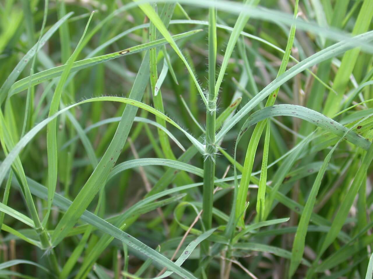 Bermudagrass Stem