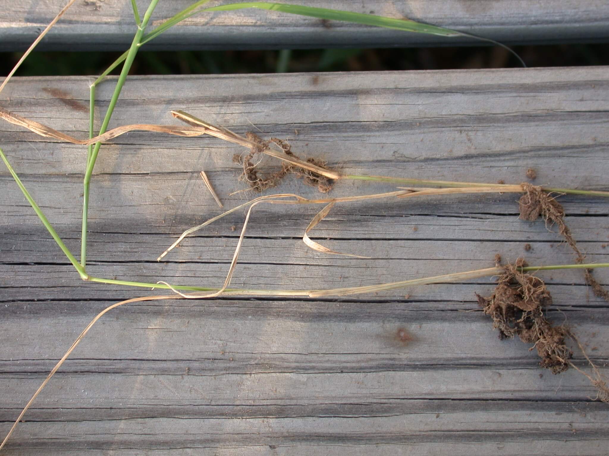 Bermudagrass Stem and Root