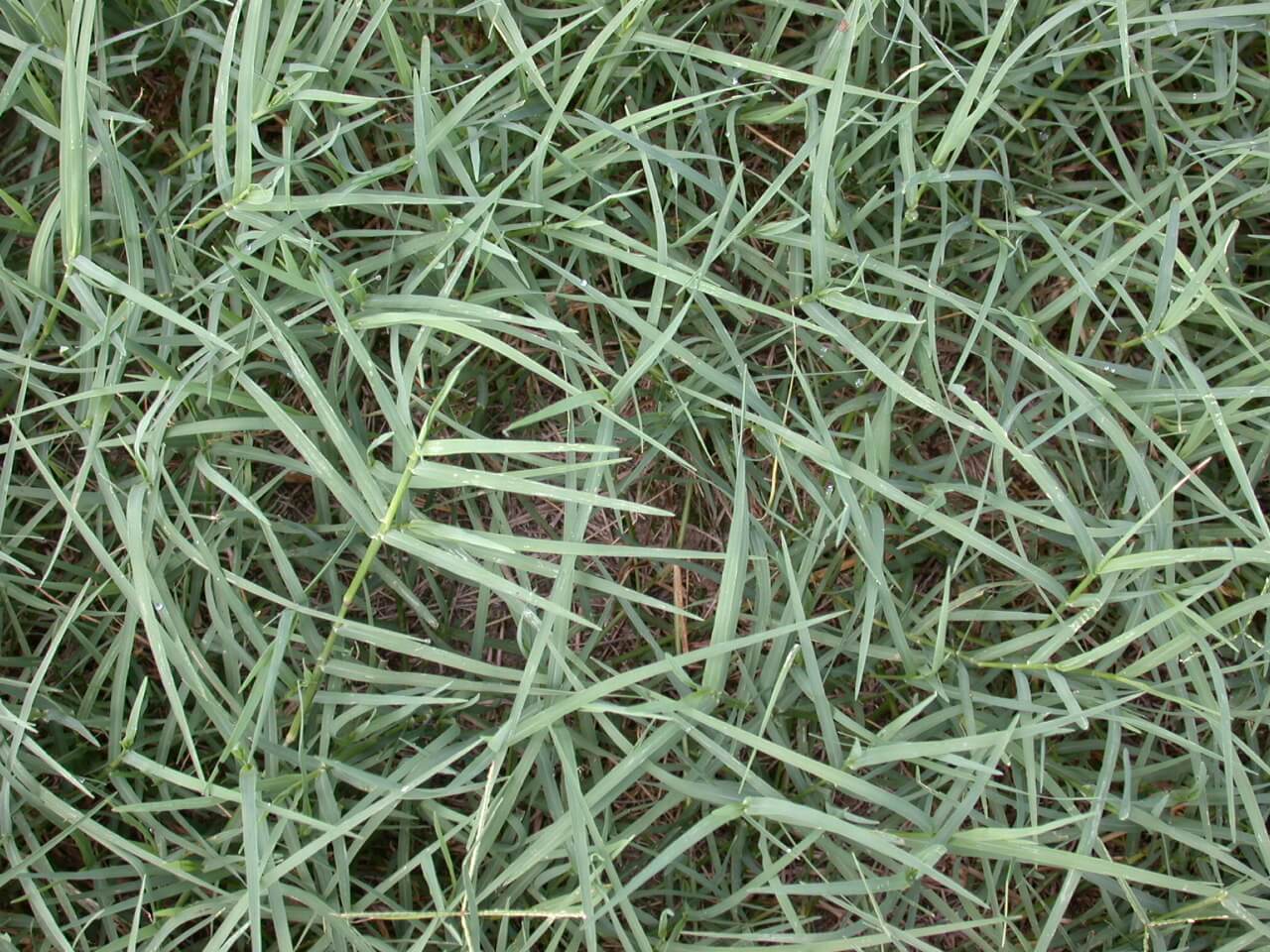 Bermudagrass Leaves