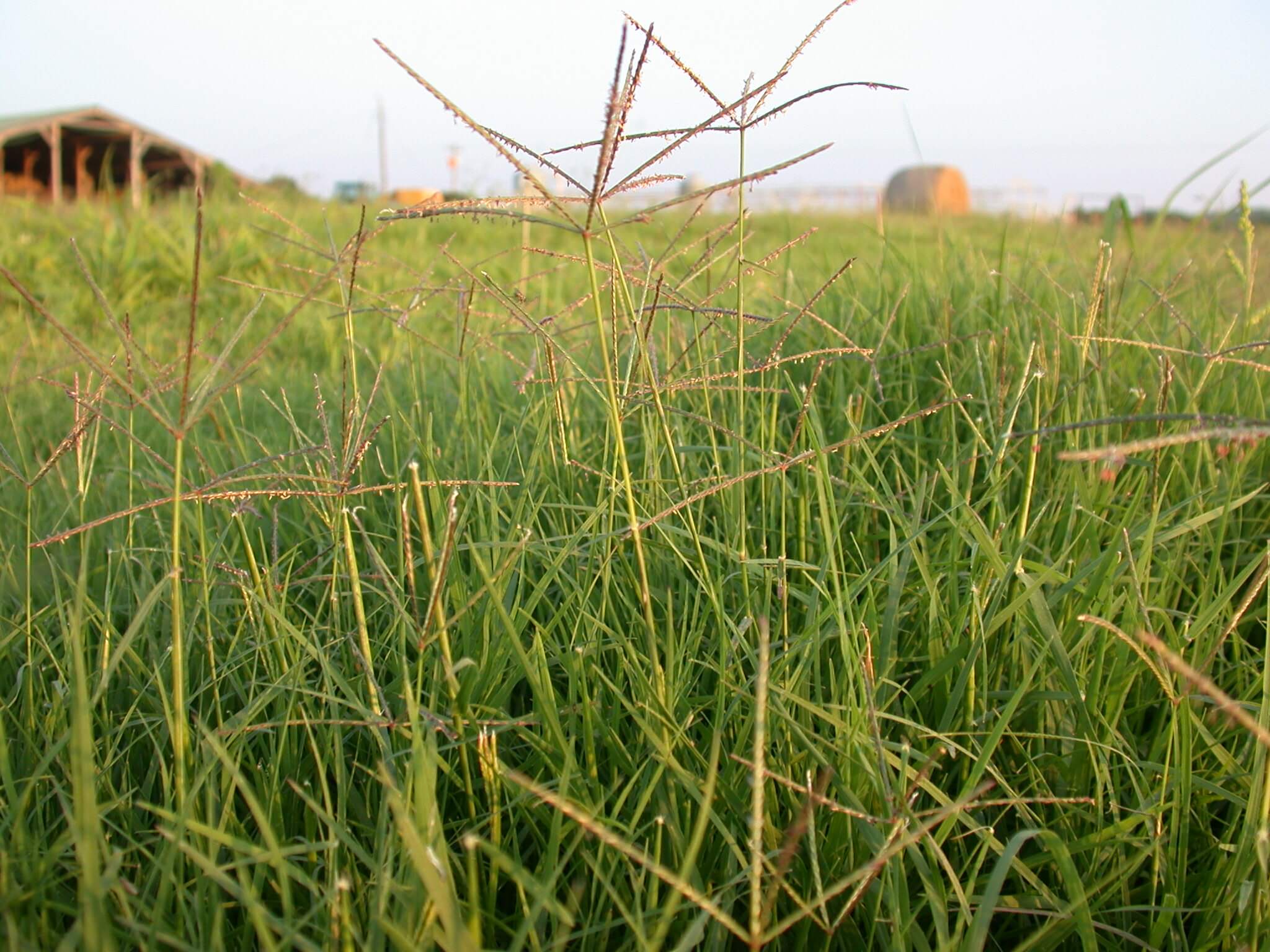 Bermudagrass Seedheads