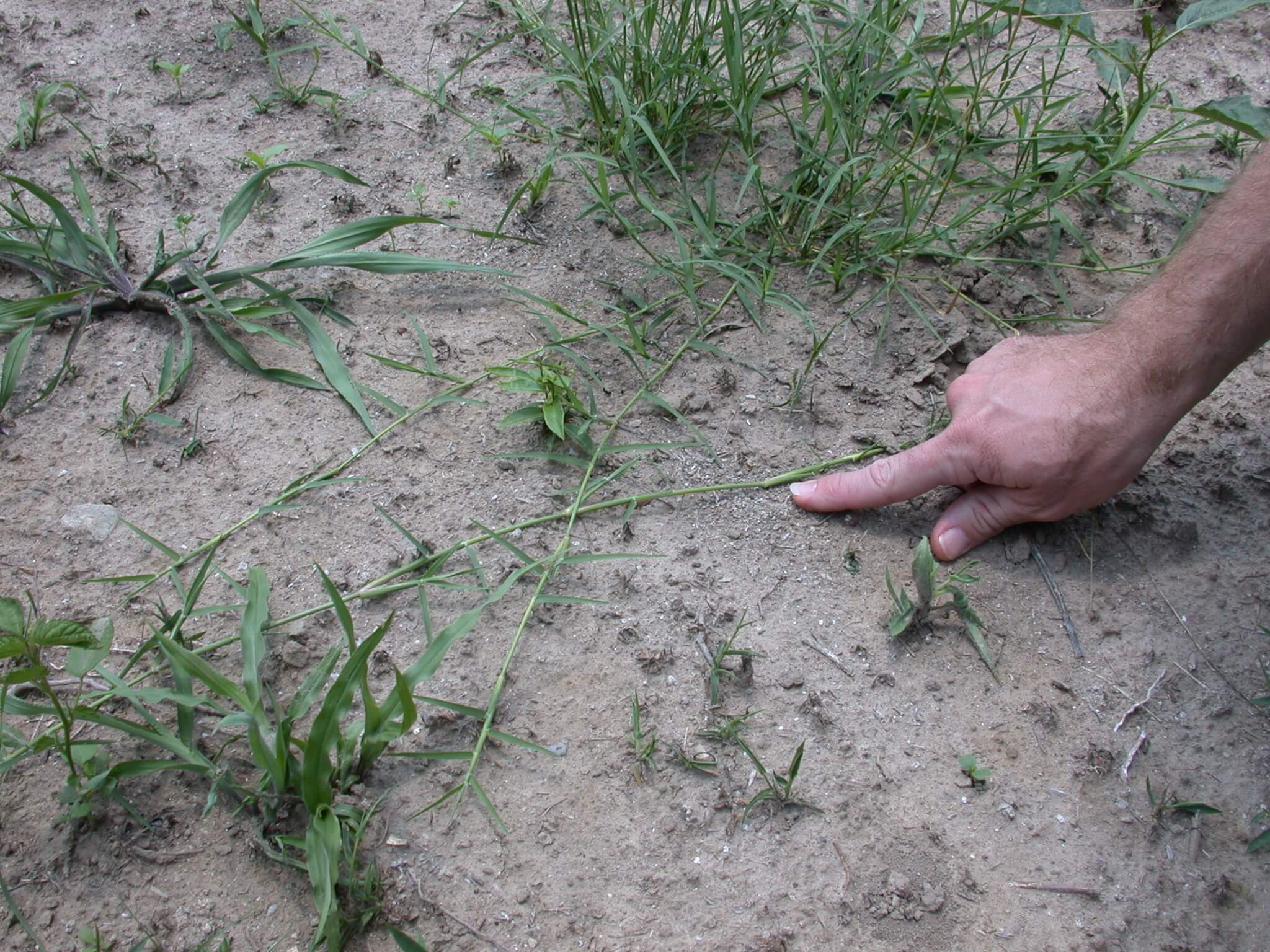 Bermudagrass Stolons