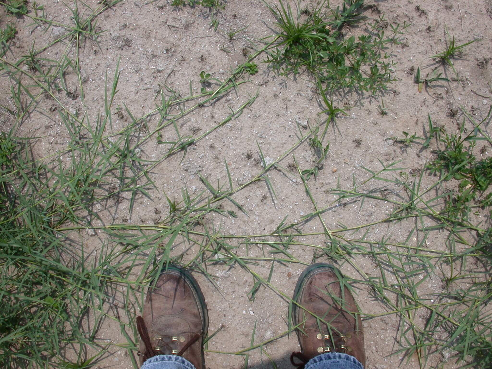 Bermudagrass Stolons