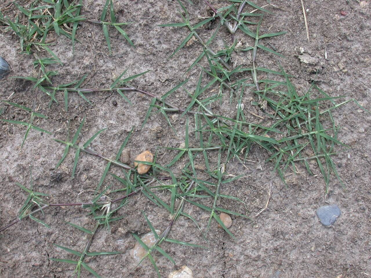 Bermudagrass Stolons